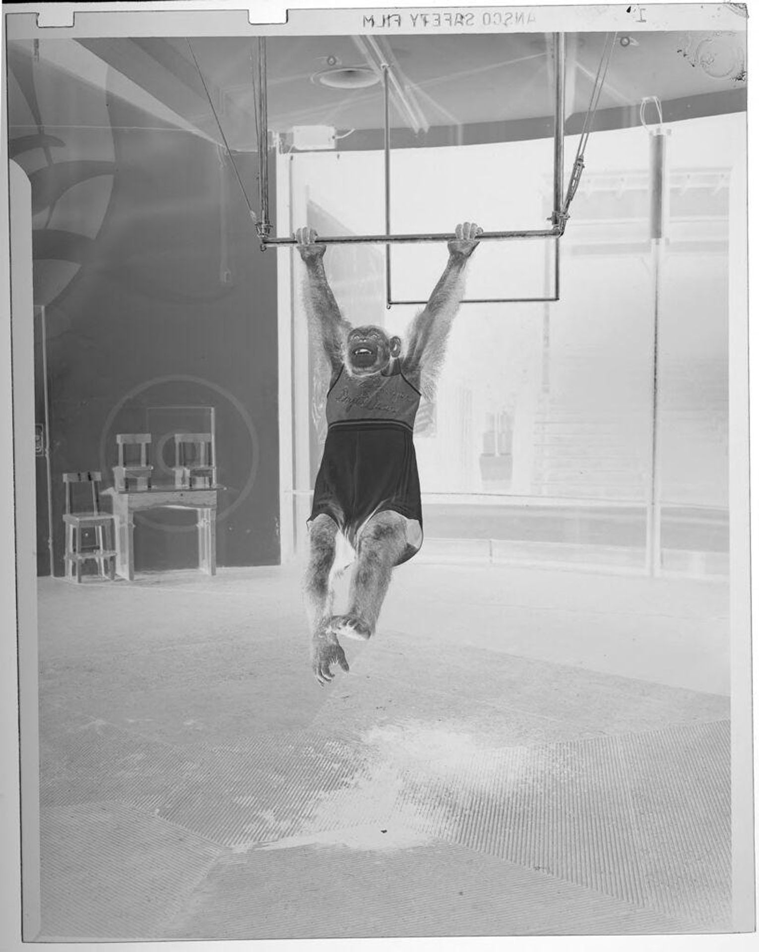 Untitled (chimp swinging from gymnastics bar) by Jack Gould
