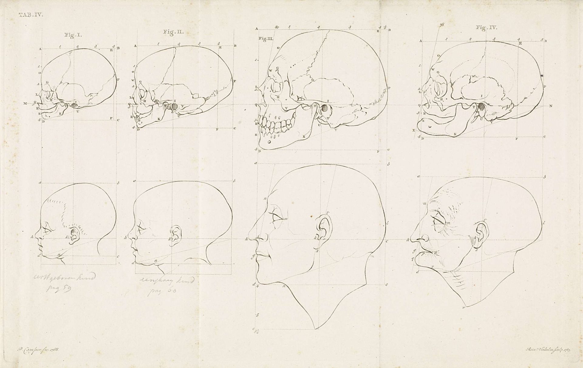 Studie van een menselijke kop en schedel op verschillende leeftijden by Reinier Vinkeles