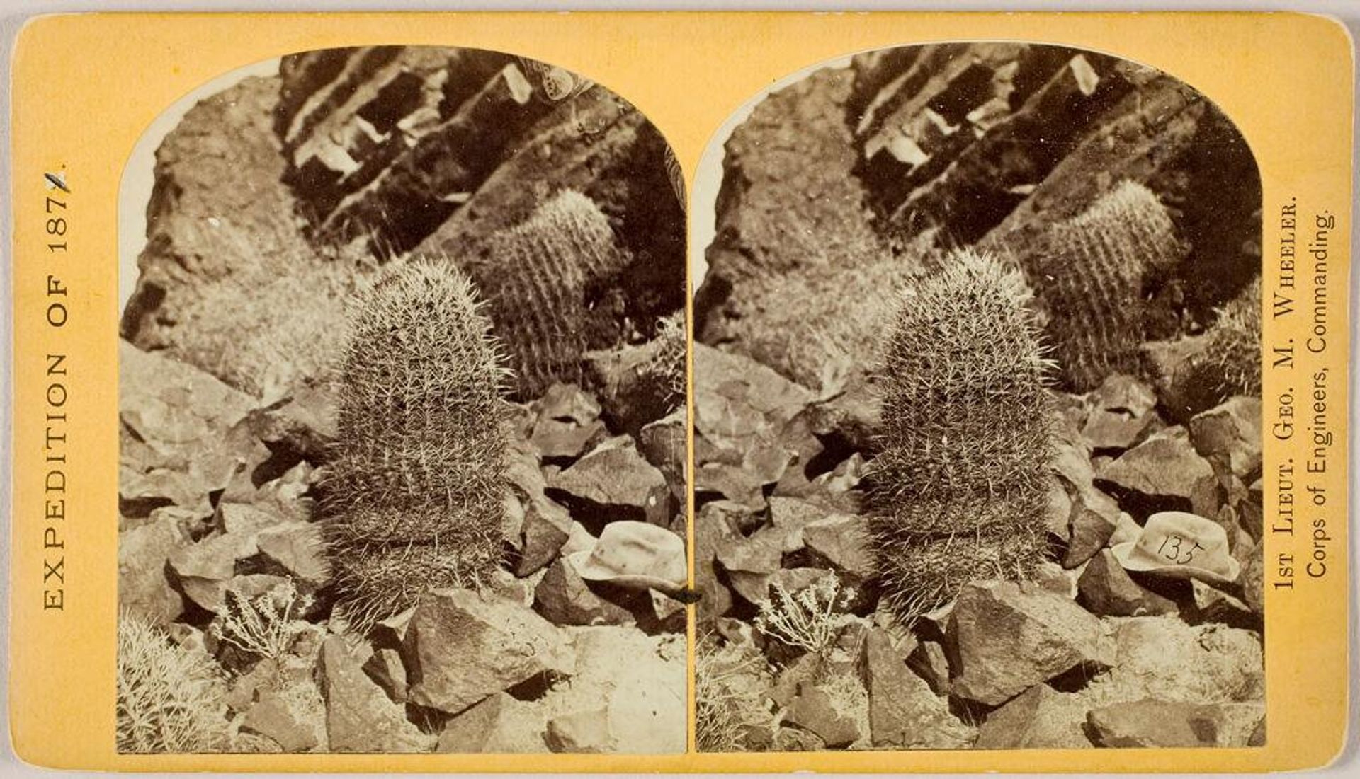 Melon Cactus (Cereus ctenoides) by Timothy H. O'Sullivan
