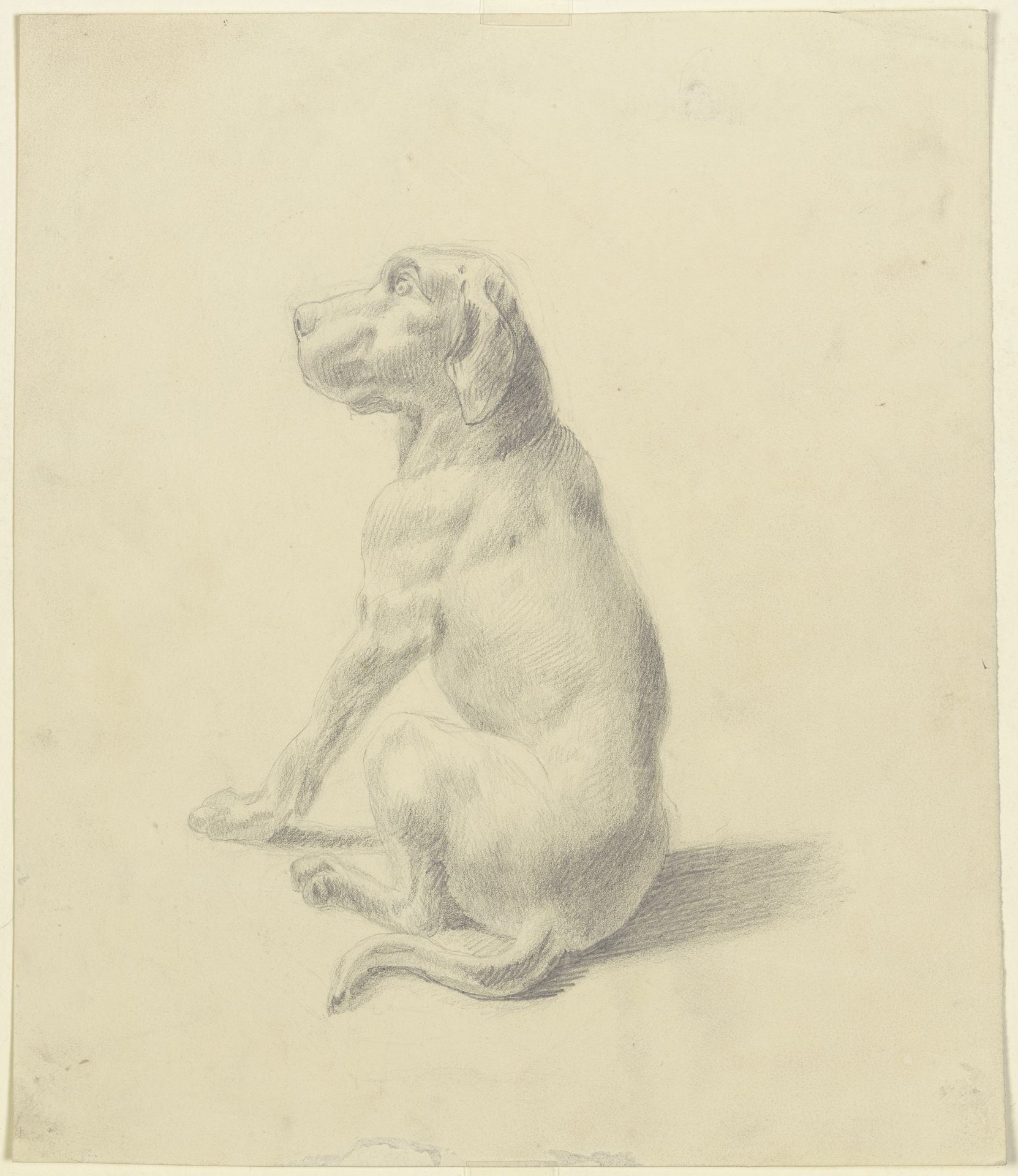 Sitting dog to the left by Victor Müller