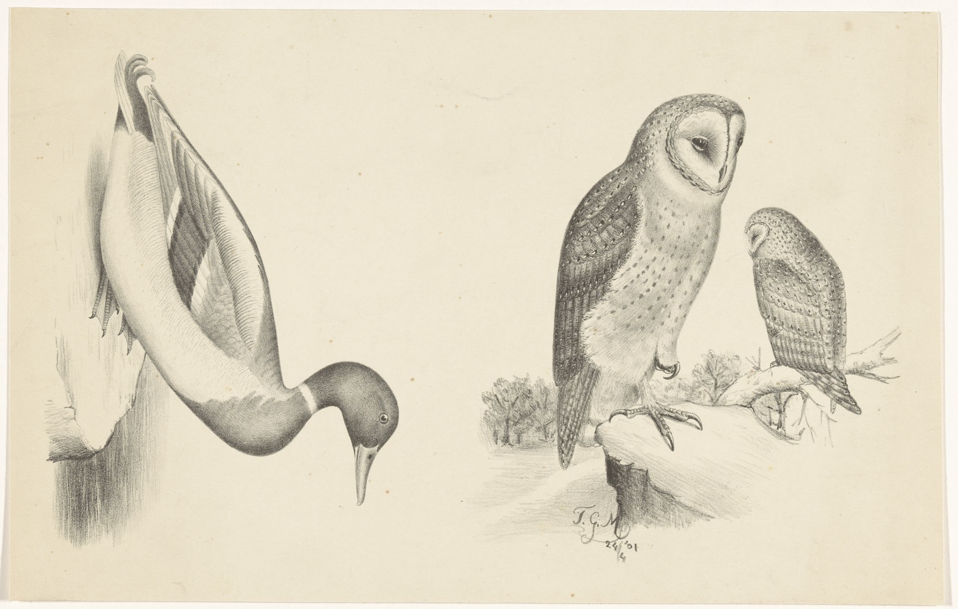 Twee voorstellingen met vogels by Balthasar Meisner