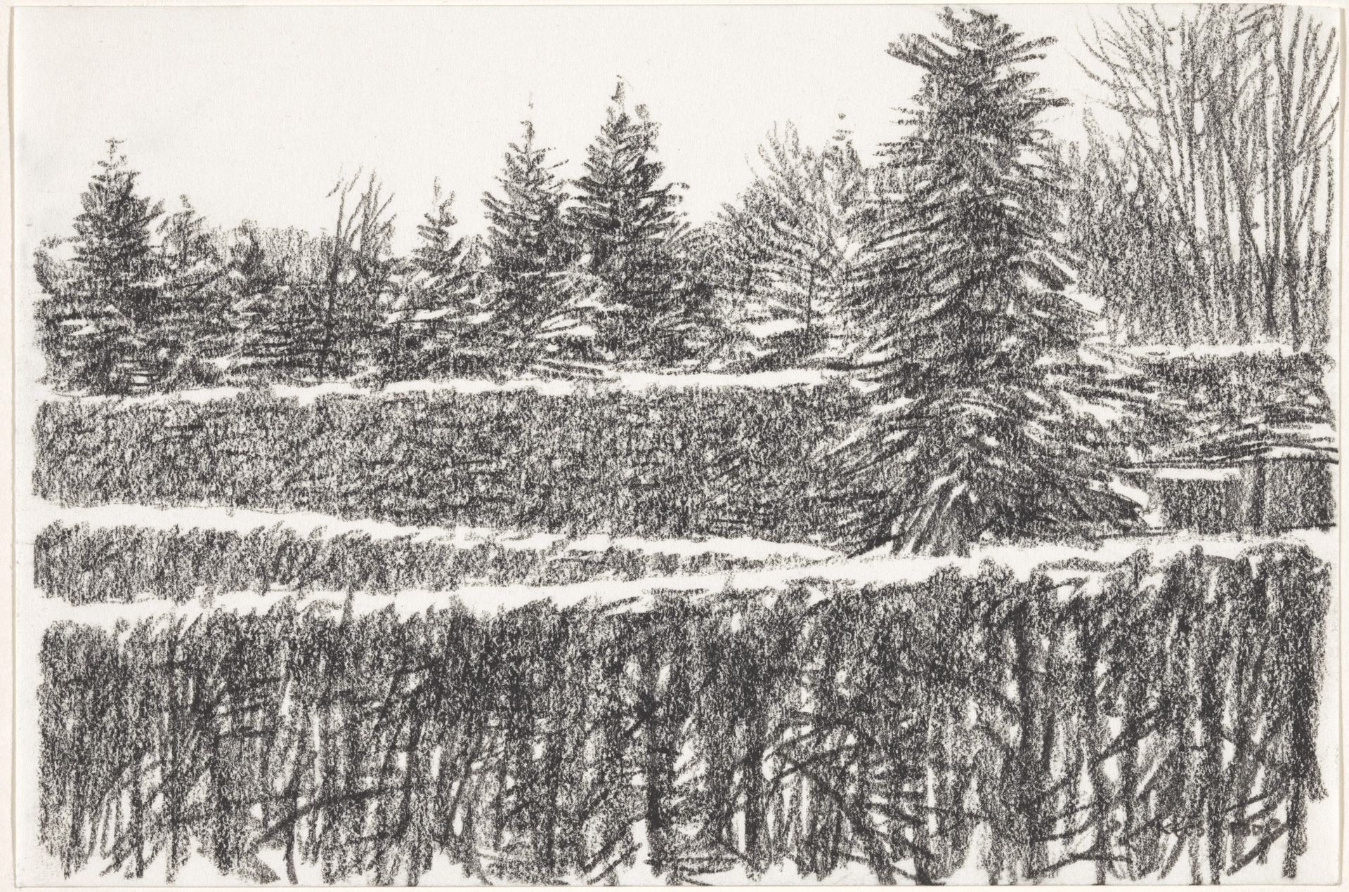 Hagen en naaldbomen by Kees Stoop