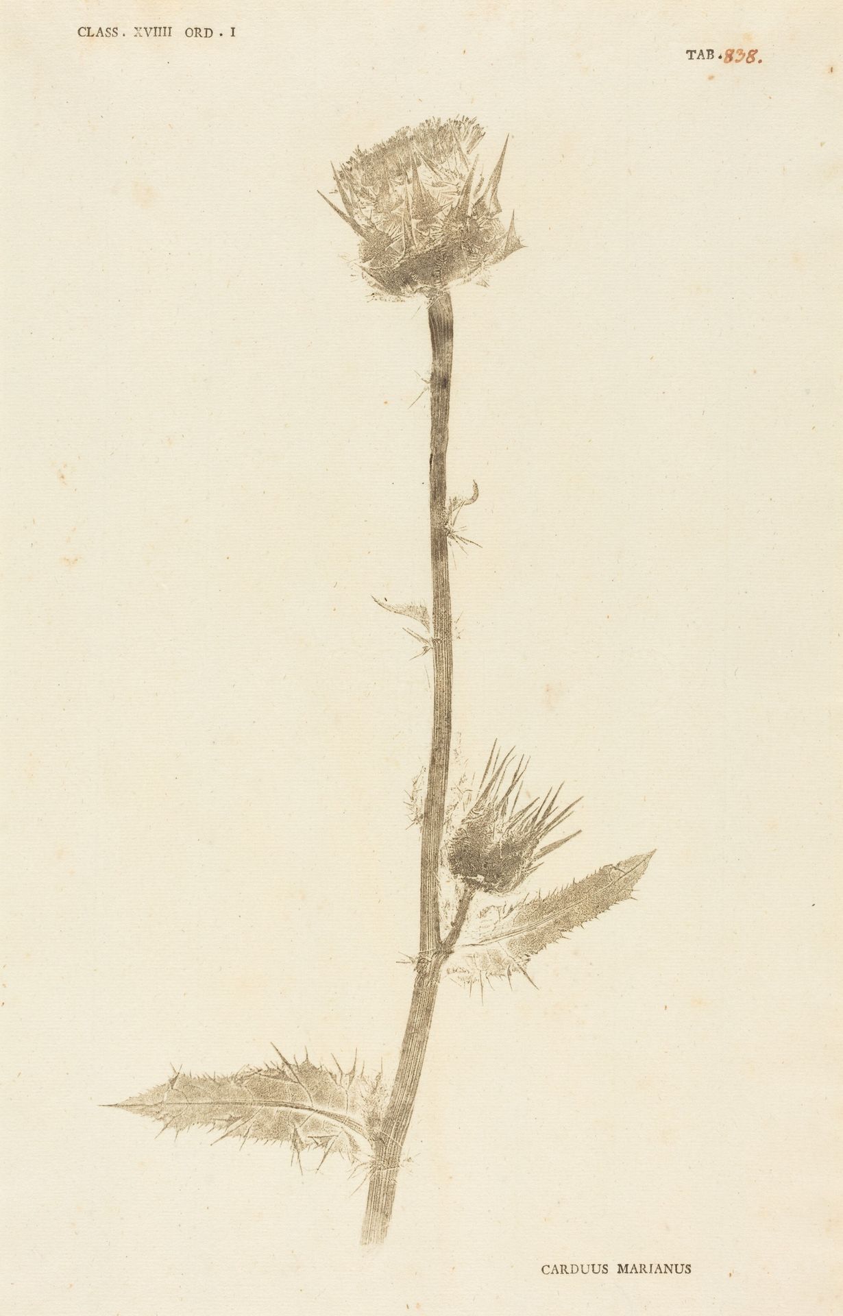 Carduus Maarianus by Johann Hieronymus Kniphof