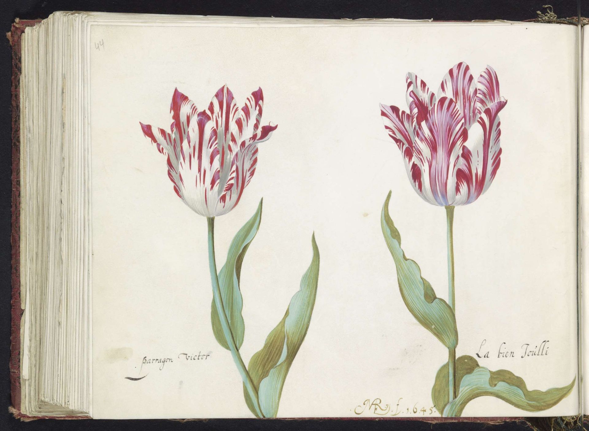 Twee tulpen by Jacob Marrel