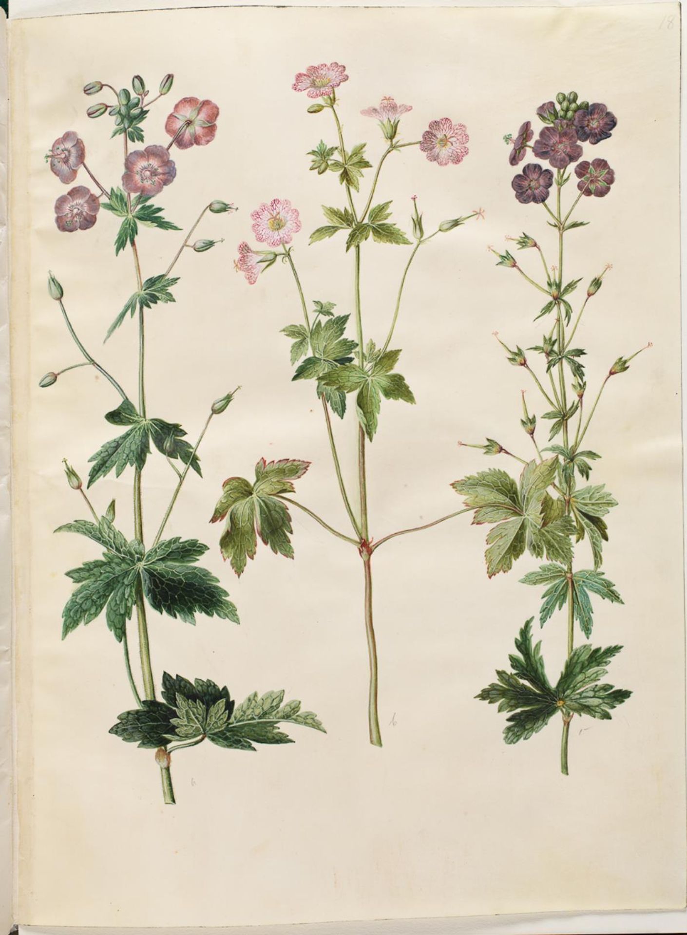 Geranium phaeum (bølgekronet storkenæb); Geranium versicolor (net-storkenæb) by Hans Simon Holtzbecker