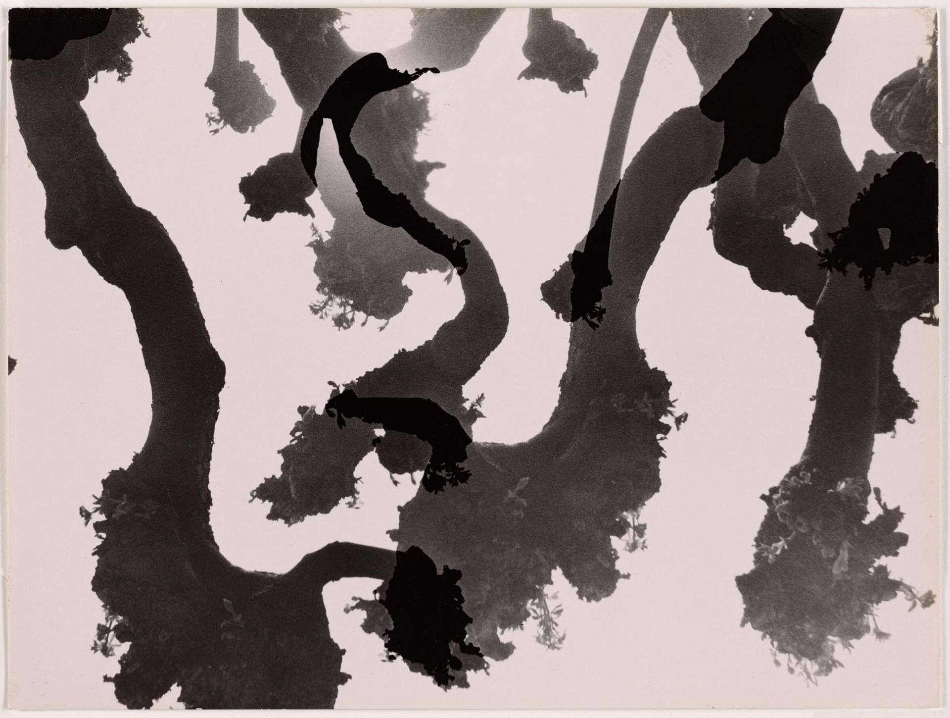 Untitled (Trees) by Siegfried Lauterwasser