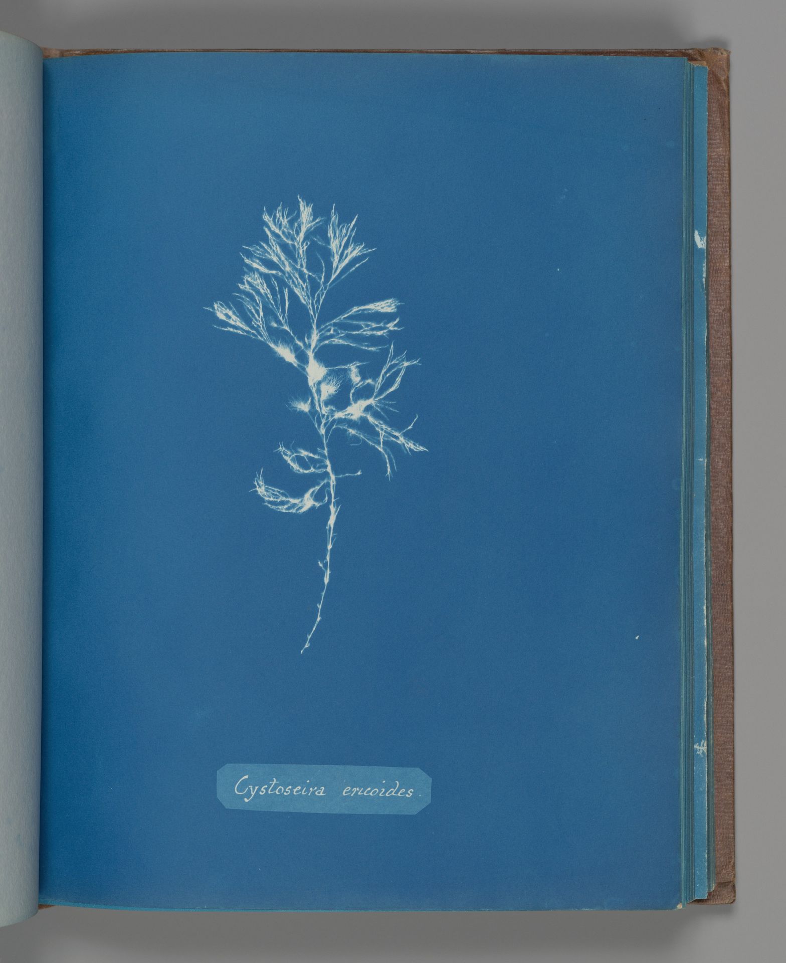 Cystoseira ericoides by Anna Atkins
