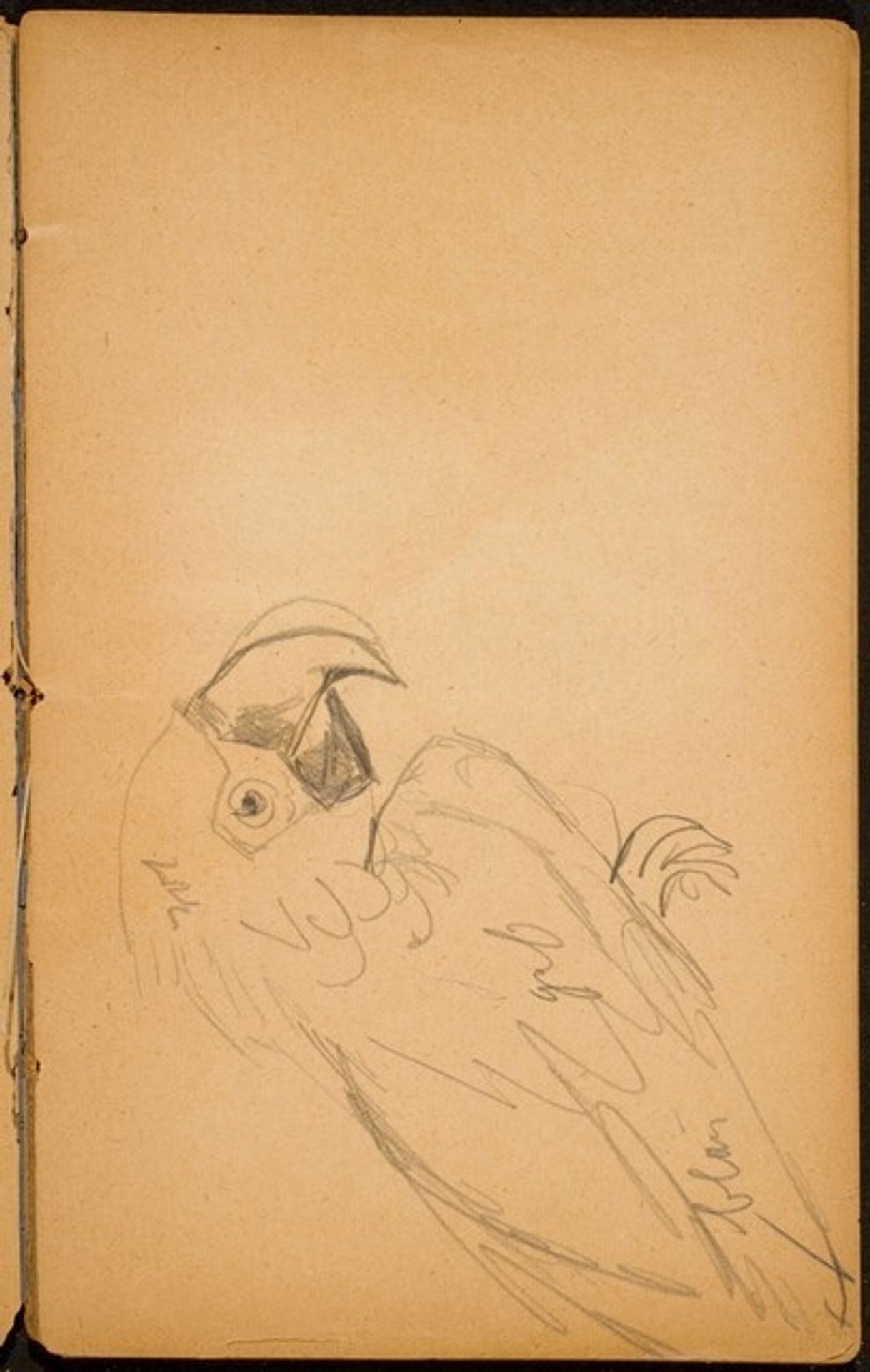 Papagei (A Parrot) [p. 17] by Max Beckmann