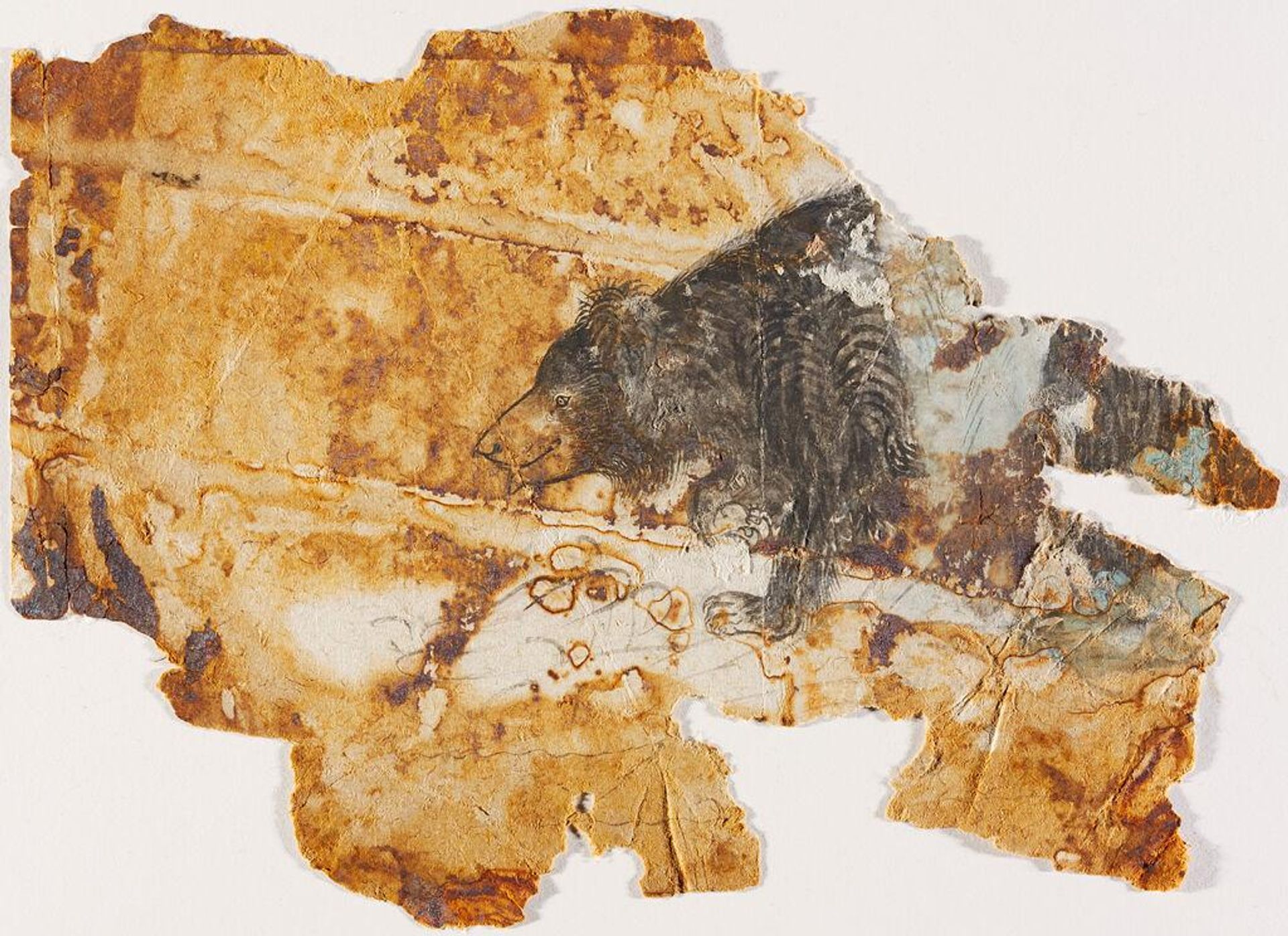 Drawing of a Sloth Bear (fragment) by Anonymous