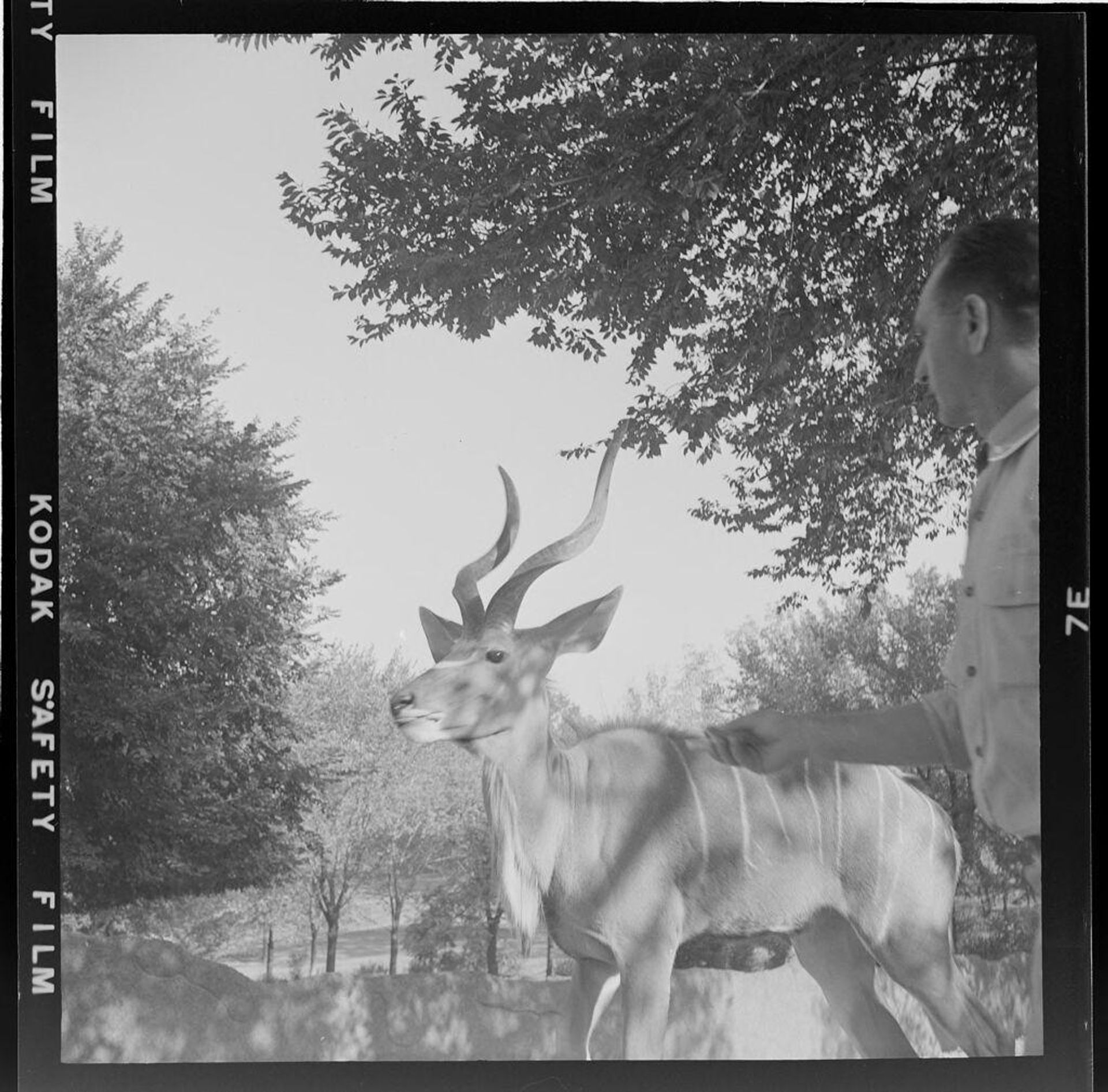Untitled (antelope at the zoo in the bushes) by Jack Gould