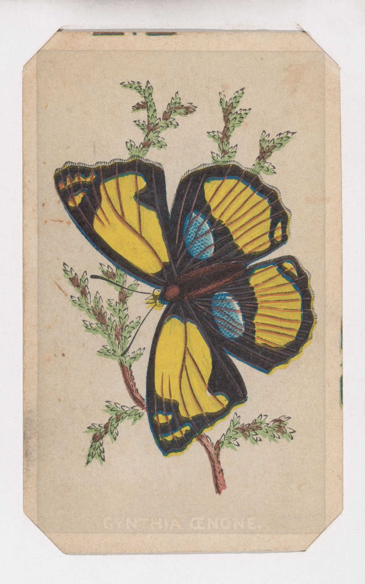 Cynthia Cenone butterfly card from the Butterflies and Moths of America series by Louis Prang & Co.