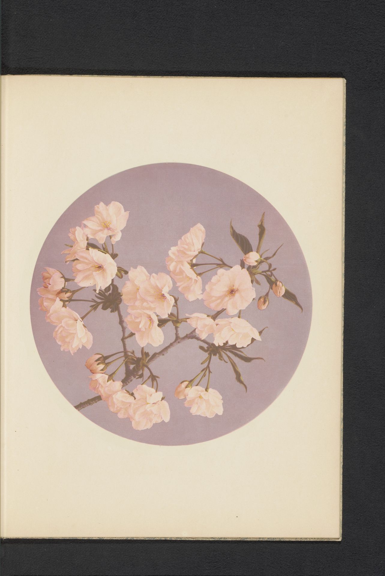 Sakura of Kersenbloesem by Kazumasa Ogawa