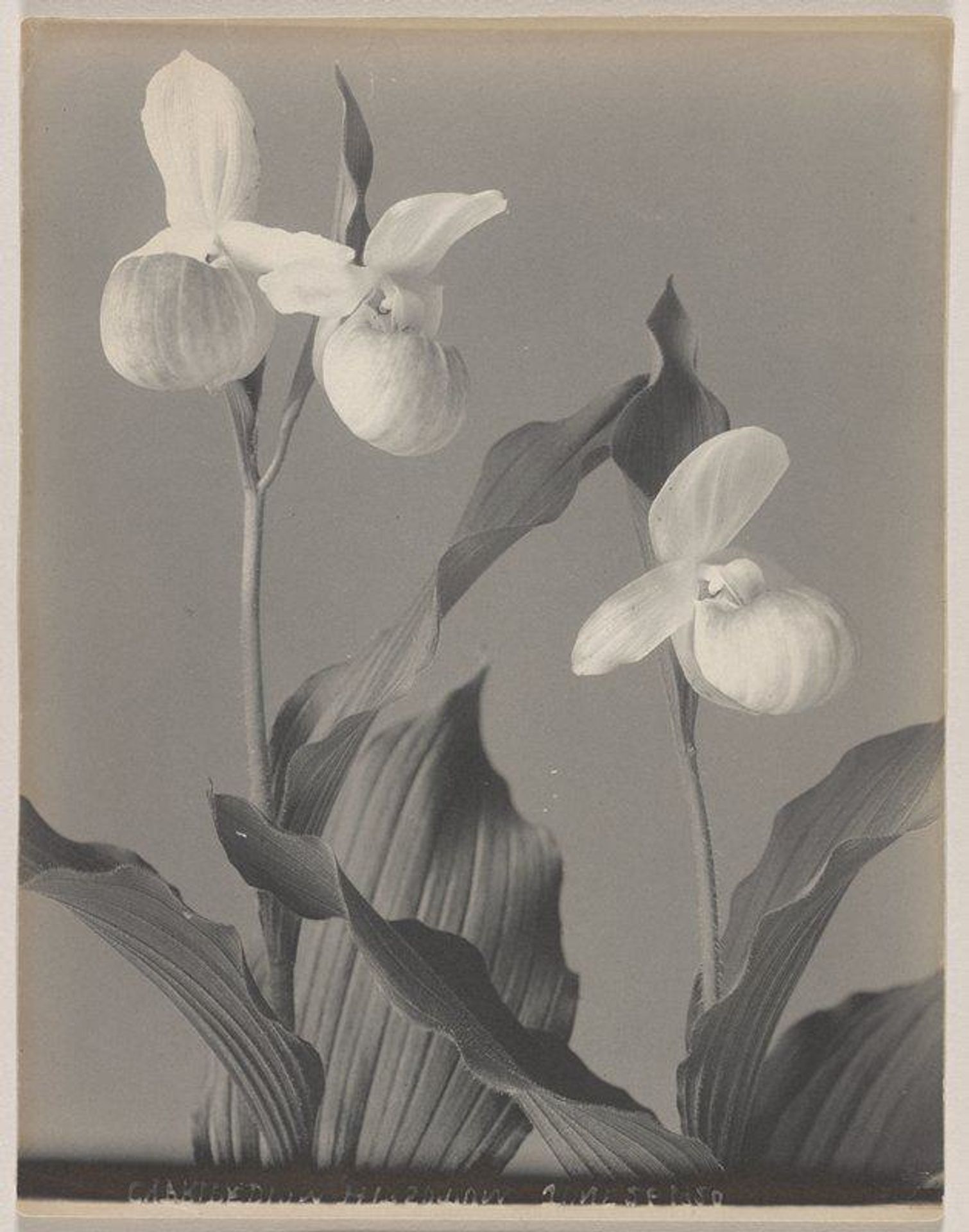Cypripedium reginae- The Queen of the Moccasin Flowers by Edwin Hale Lincoln