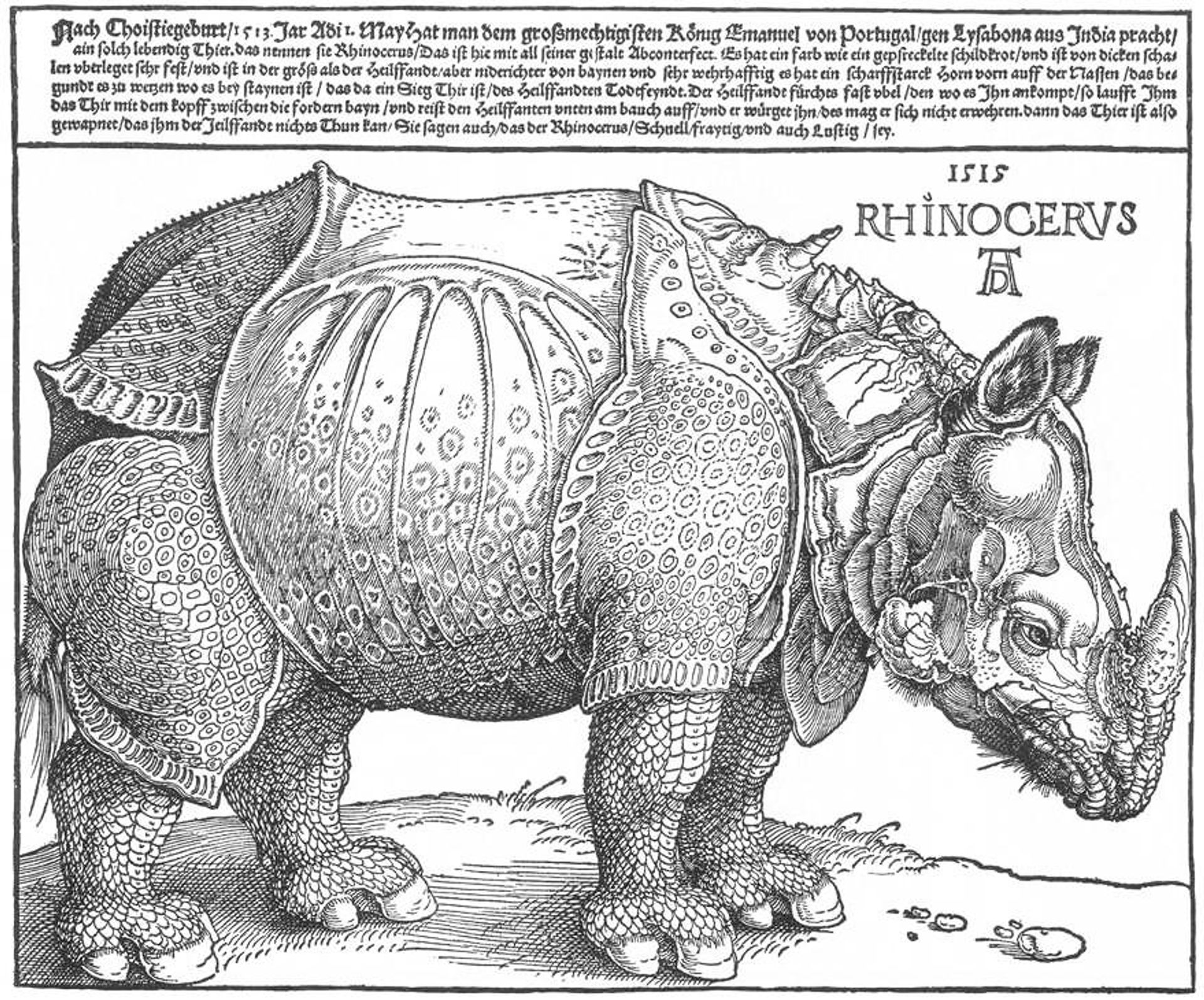 Rhinoceros by Albrecht Durer