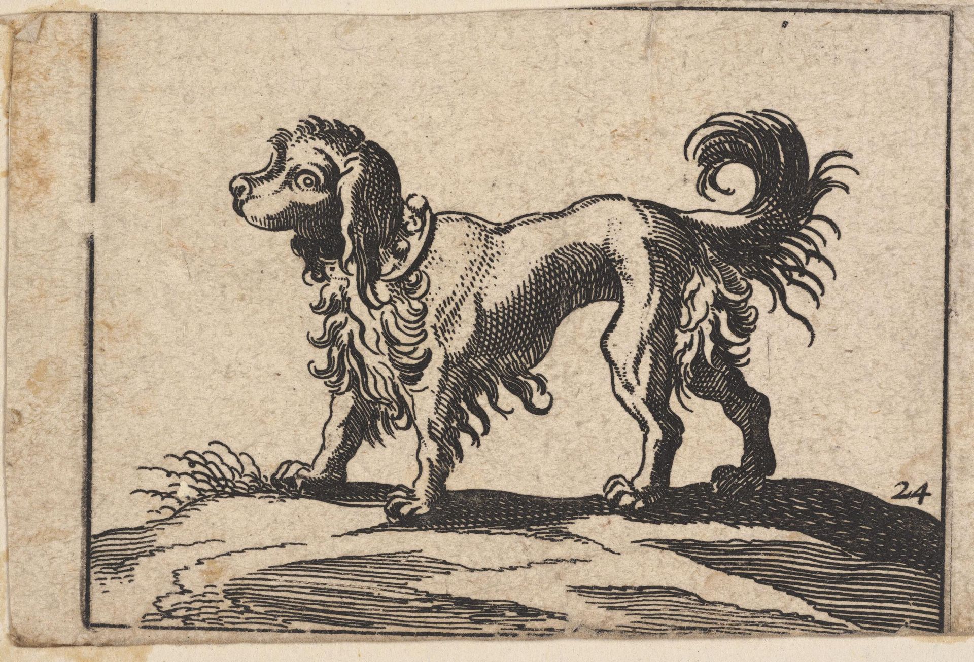 Standing Poodle Facing Left by Antonio Tempesta