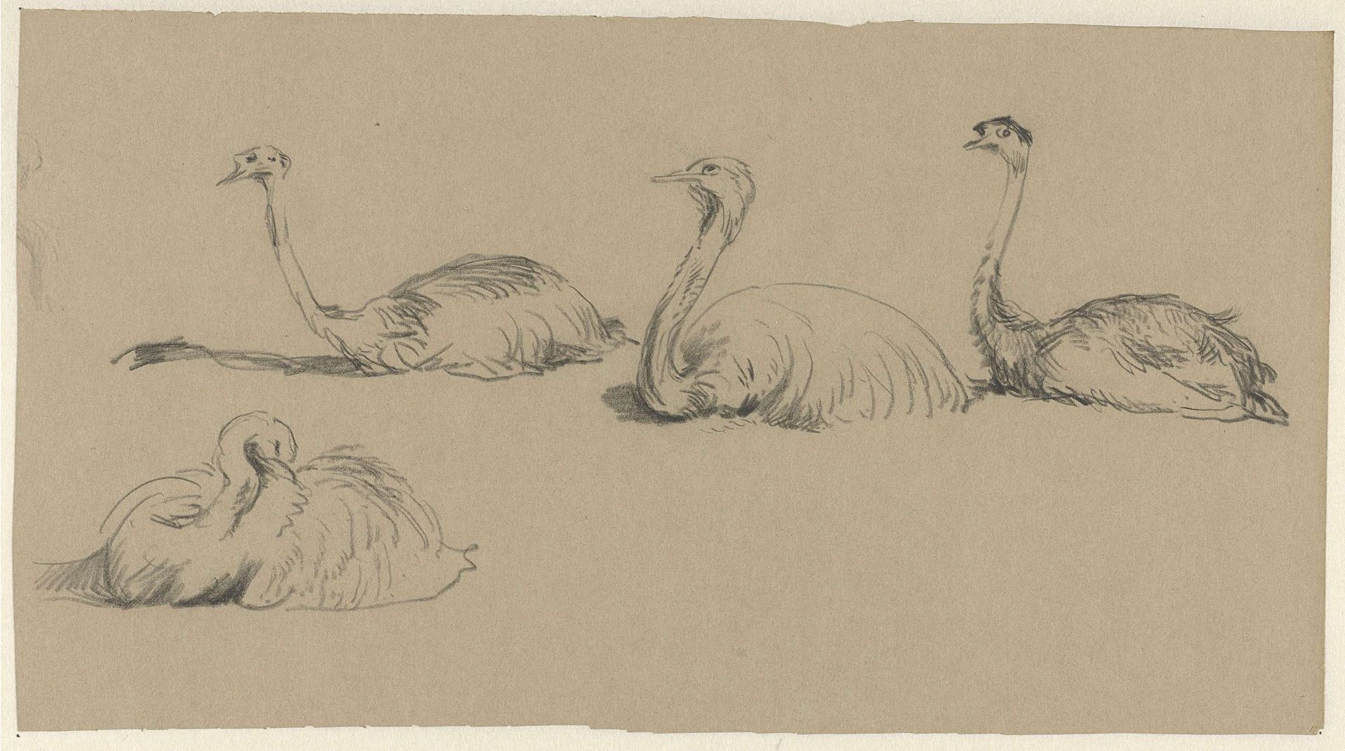 Emu's by Guillaume Anne van der Brugghen