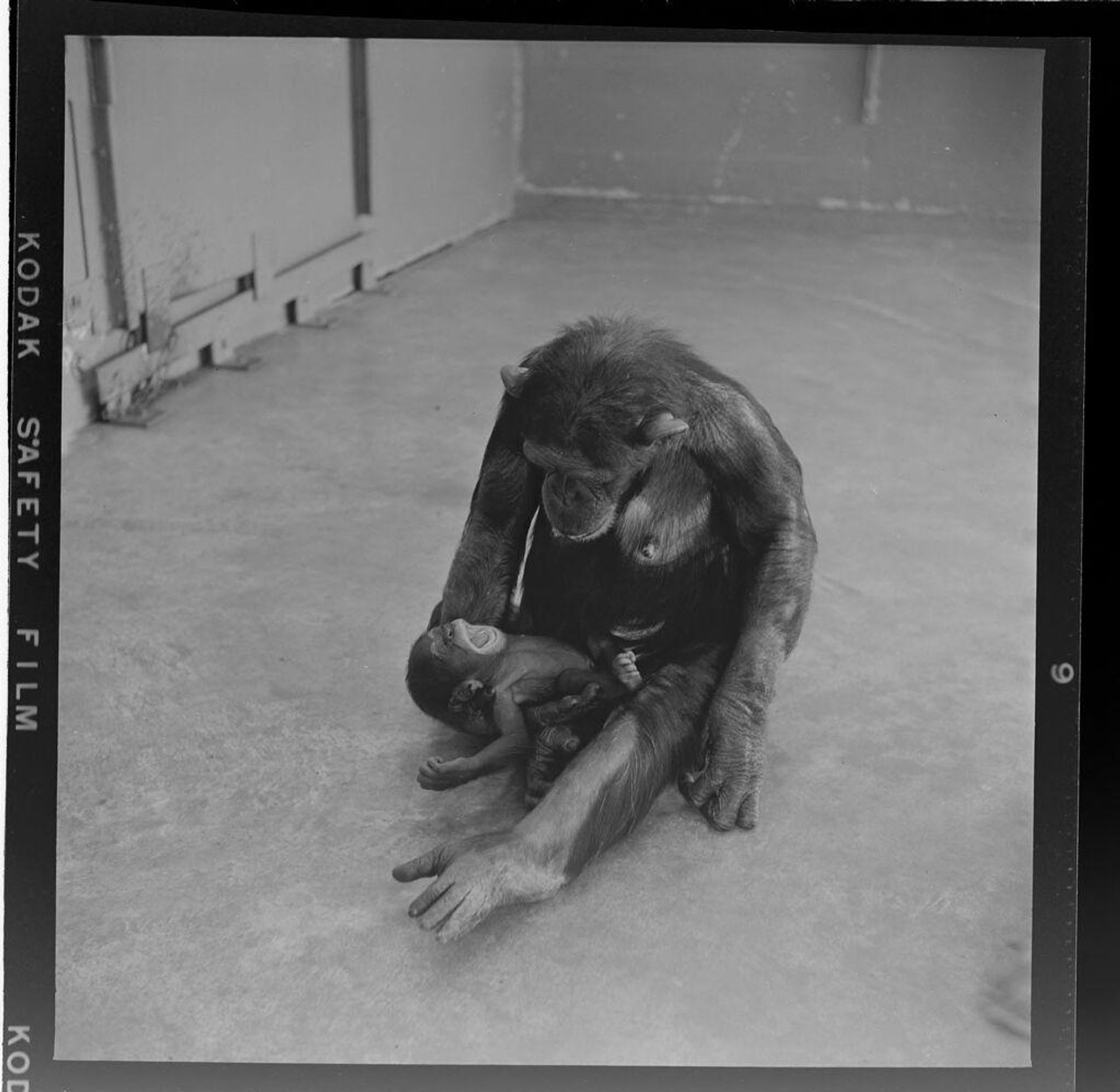 Untitled (mother chimp holding baby chimp) by Jack Gould