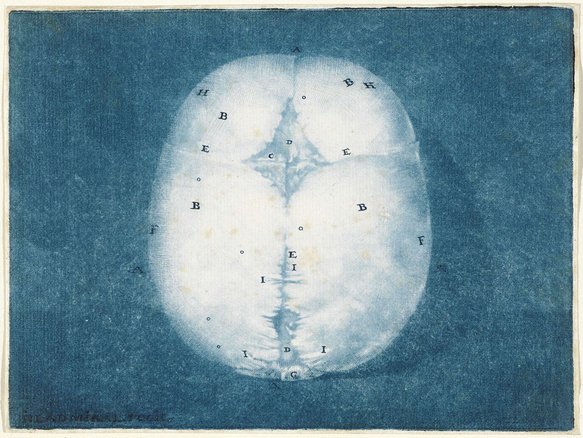 Prints of the Brain and the Heart by Jan l' Admiral