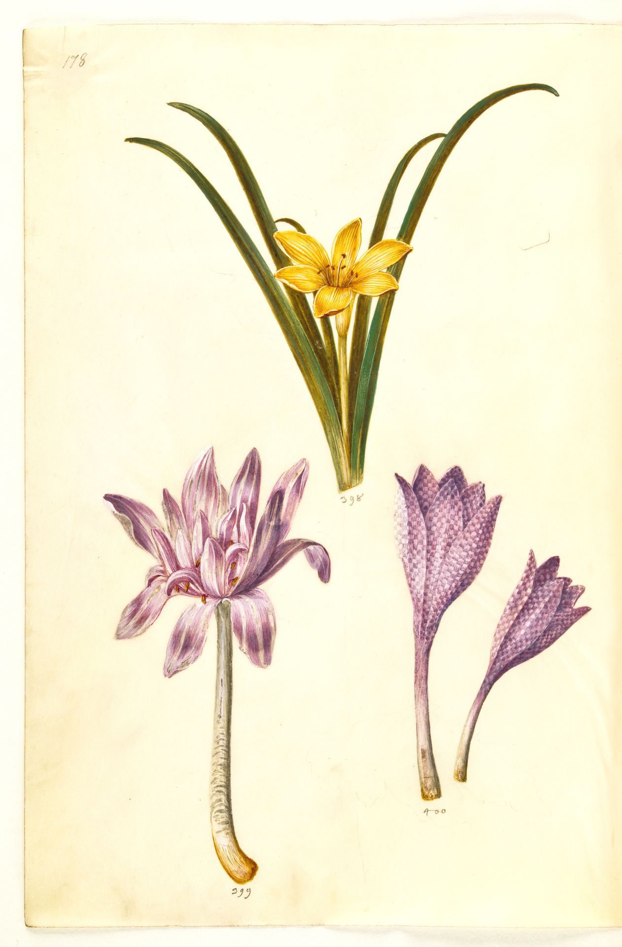 Sternbergia lutea (almindelig sternbergia); Colchicum autumnale (høst-tidløs); Colchicum variegatum (plettet tidløs) by Hans Simon Holtzbecker