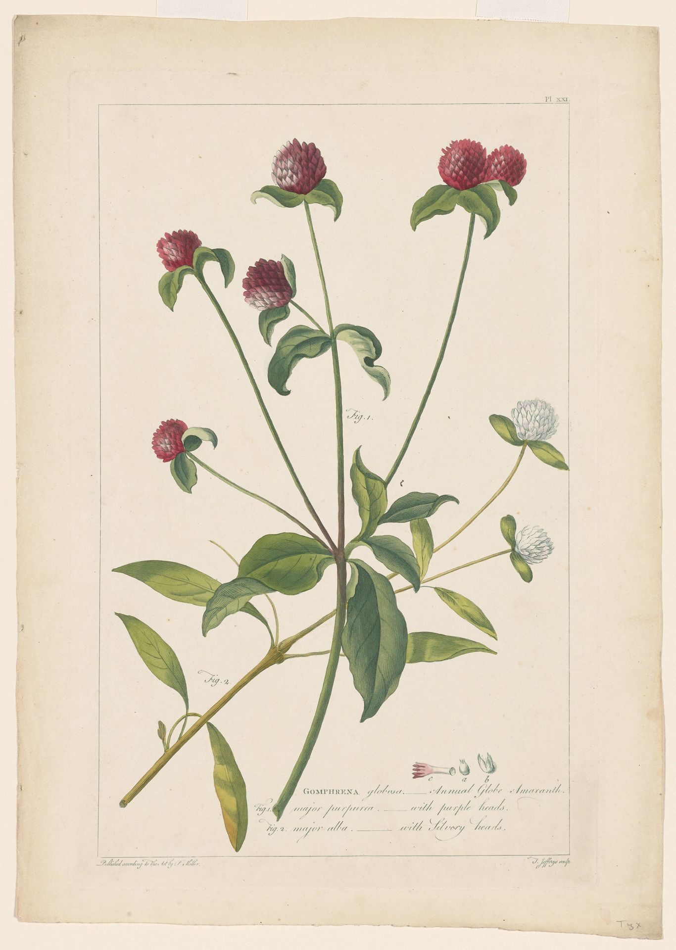 Gomphrena by Philip Miller