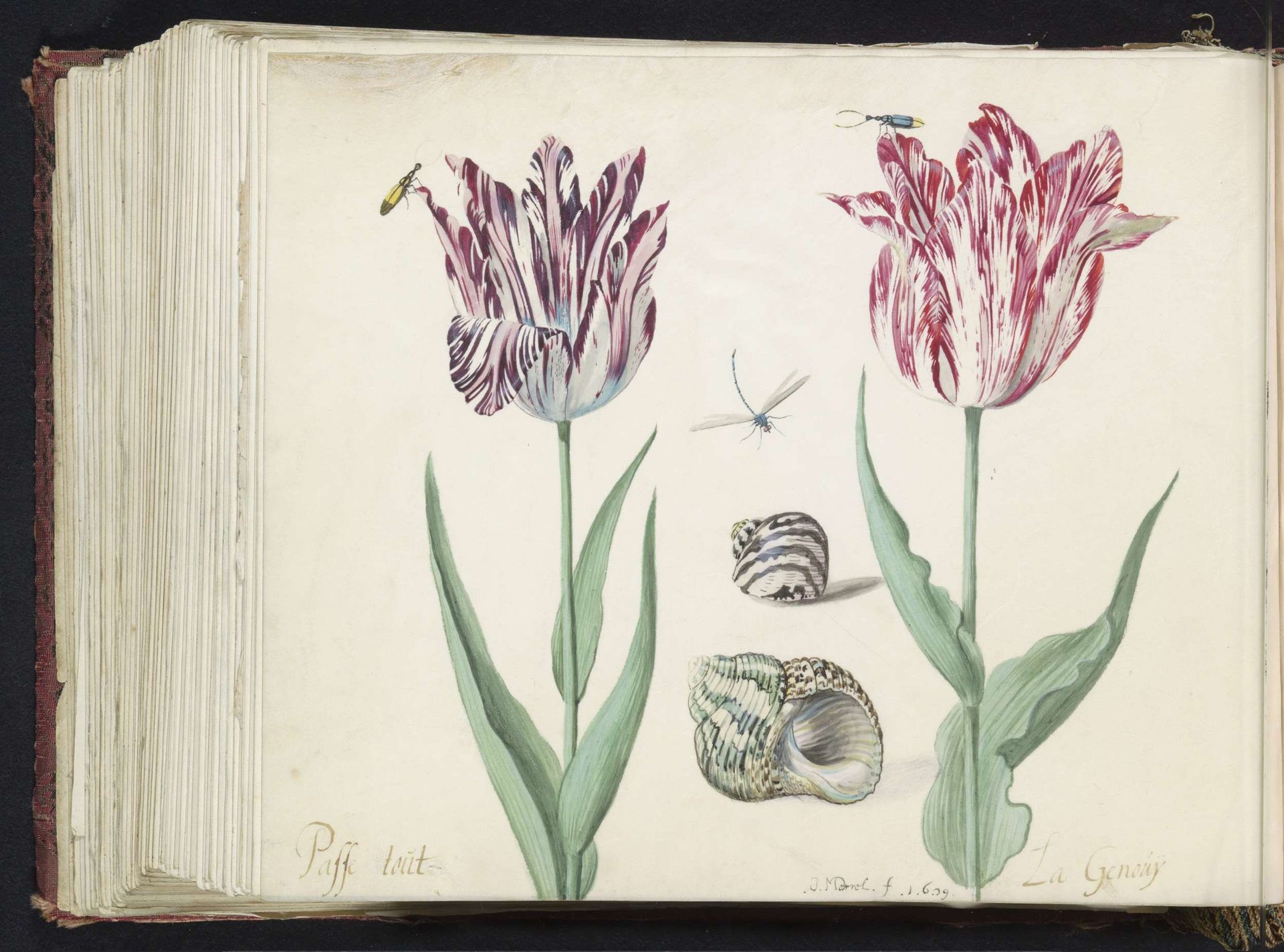 Twee tulpen met twee schelpen, twee kevers en waterjuffer by Jacob Marrel