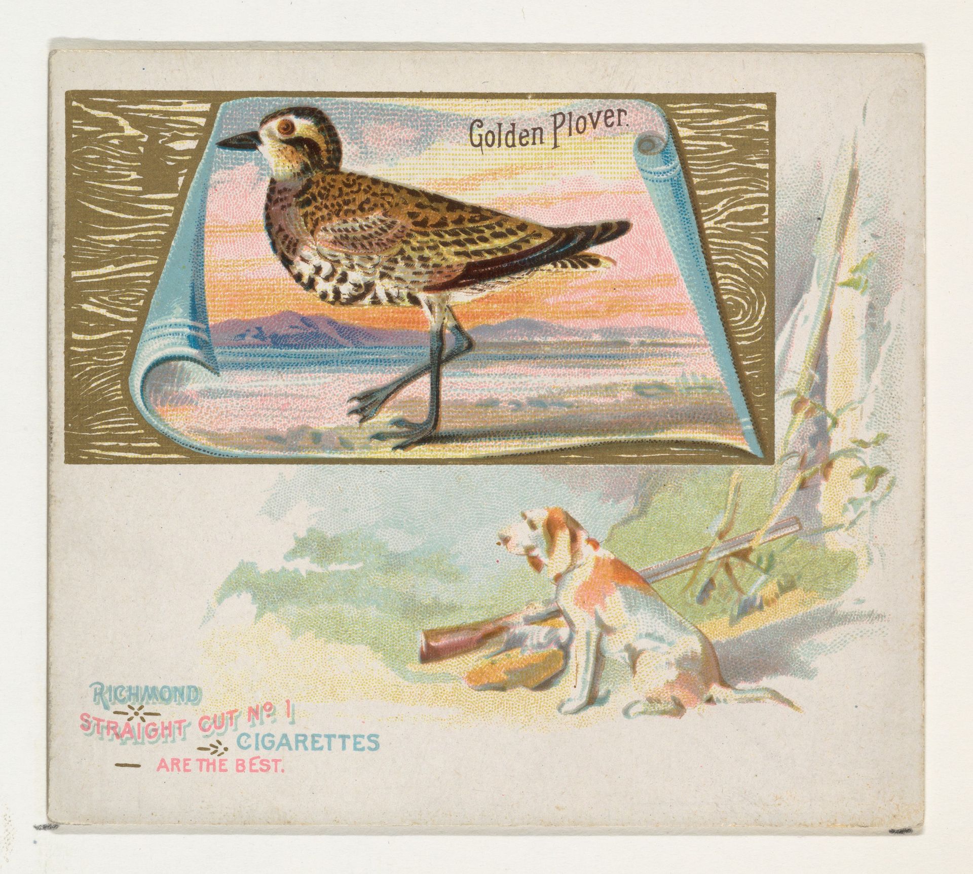 Golden Plover, from the Game Birds series (N40) for Allen & Ginter Cigarettes by Allen & Ginter