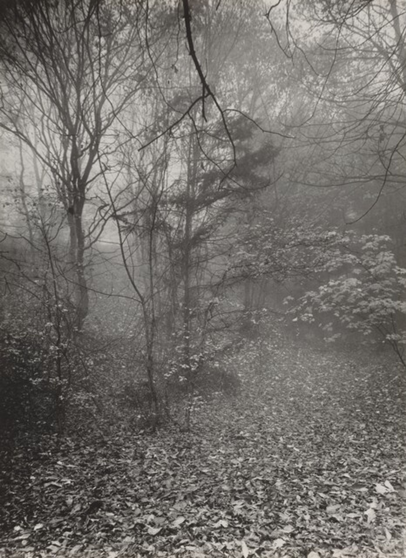 Untitled--Forest Scene by August Sander