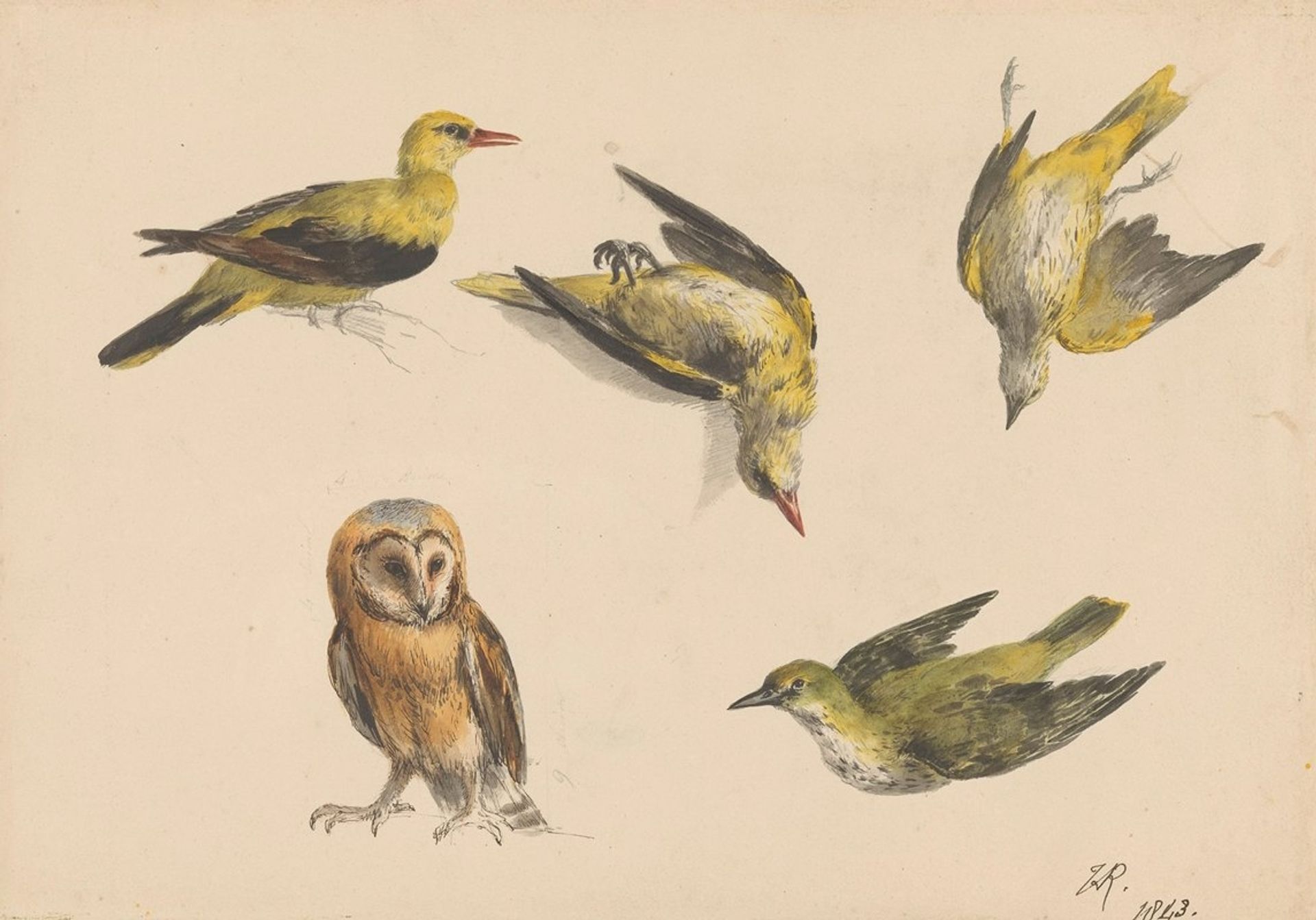 Studies van een uil en twee wielewalen by Henriëtte Ronner-Knip