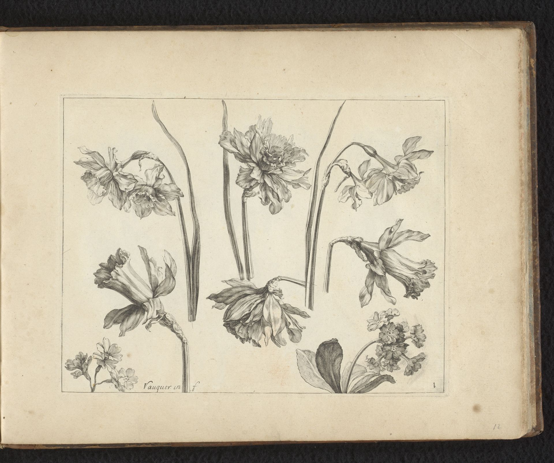 Bloeiwijze van de narcis en details van de plant by Anonymous