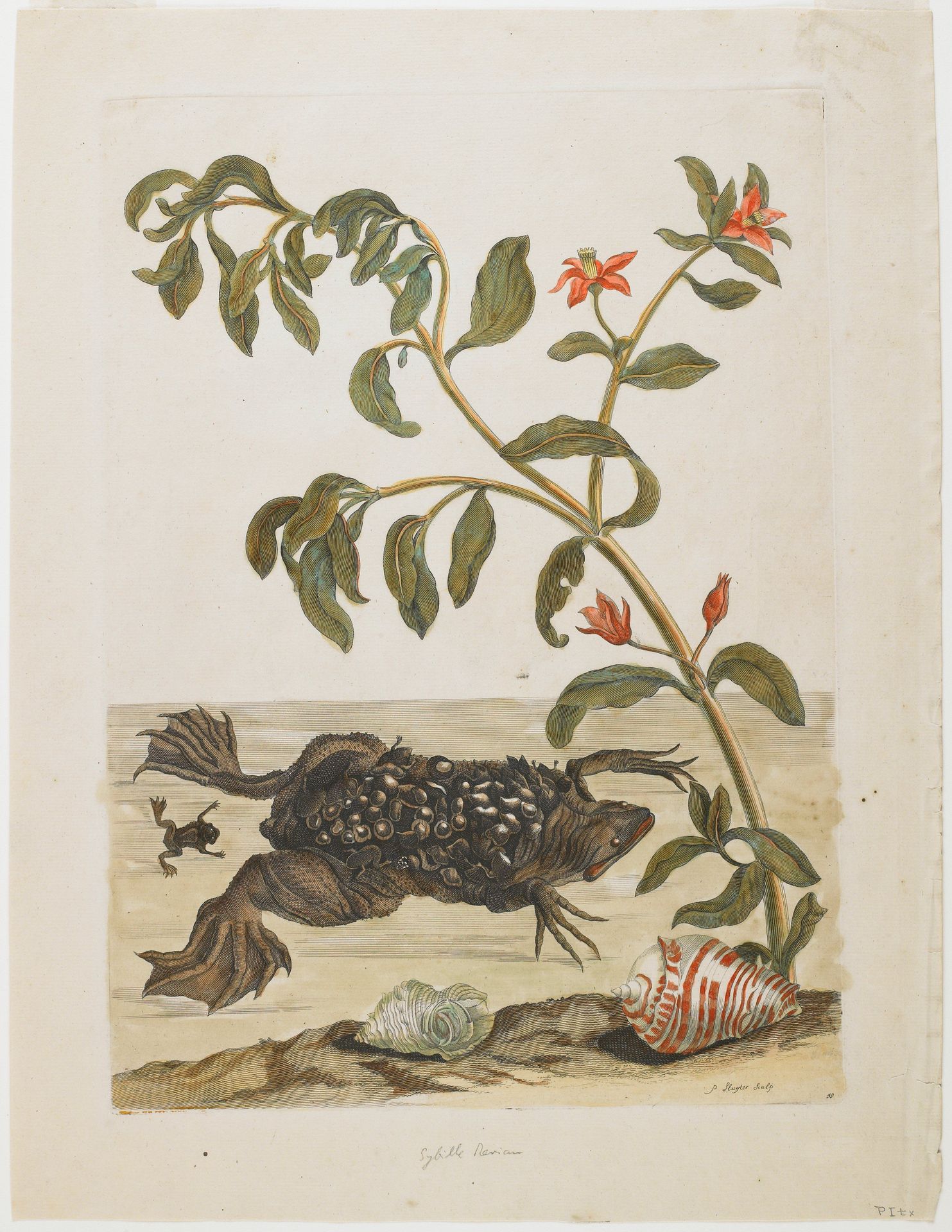 Suriname Toad (Pipa pipa) by Anonymous