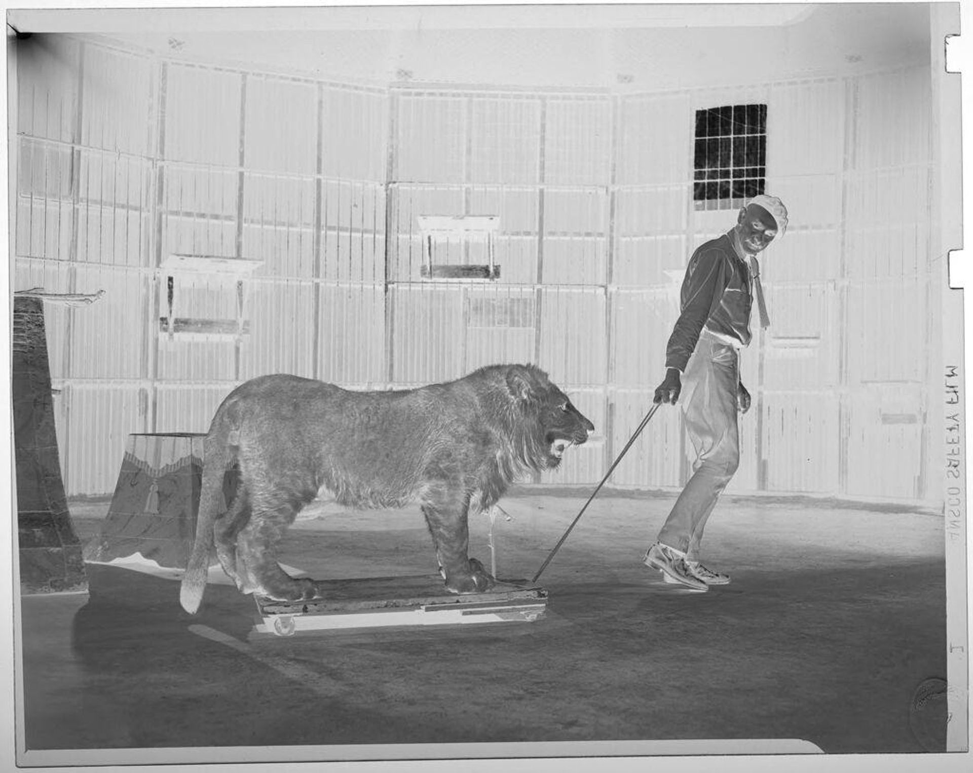 Untitled (lion trainer pullin lion on sled inside large cage) by Jack Gould