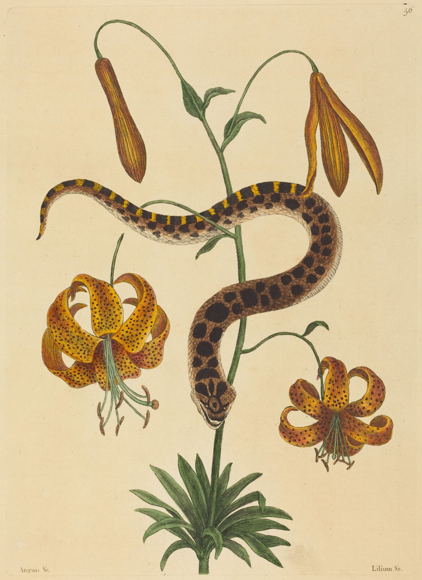 The Hog-nose Snake (Boa contortrix) by Mark Catesby