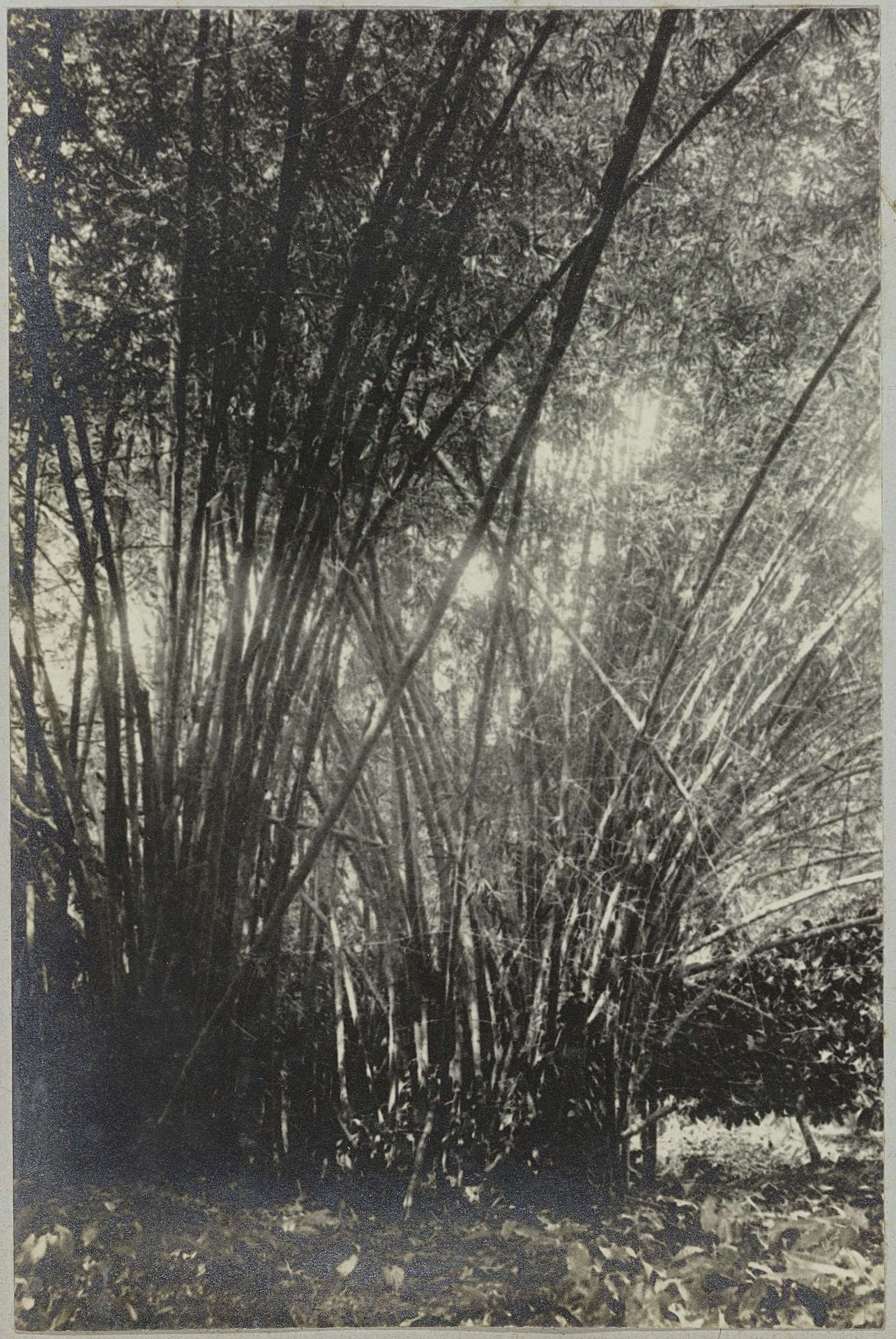 Bamboe op Tourtonne by Hendrik Doijer