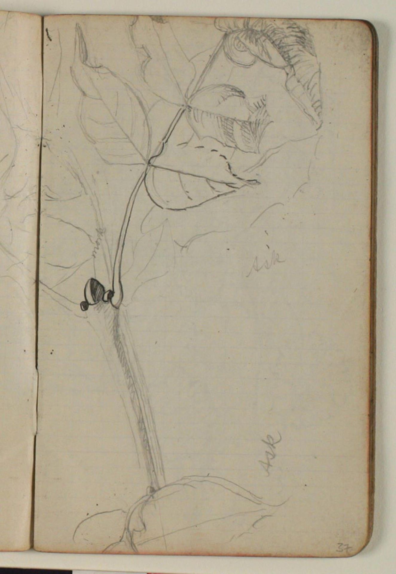 Studie af ask by Niels Larsen Stevns