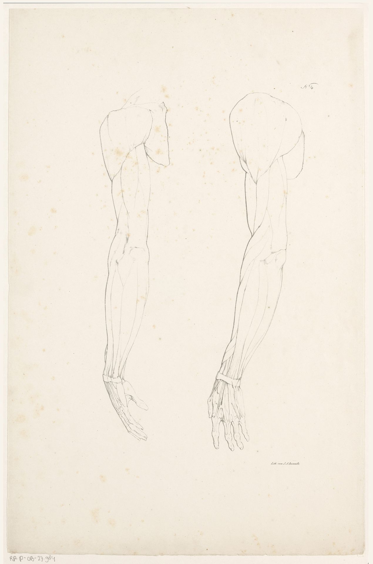 Twee armen met spierbundels by Jean Augustin Daiwaille