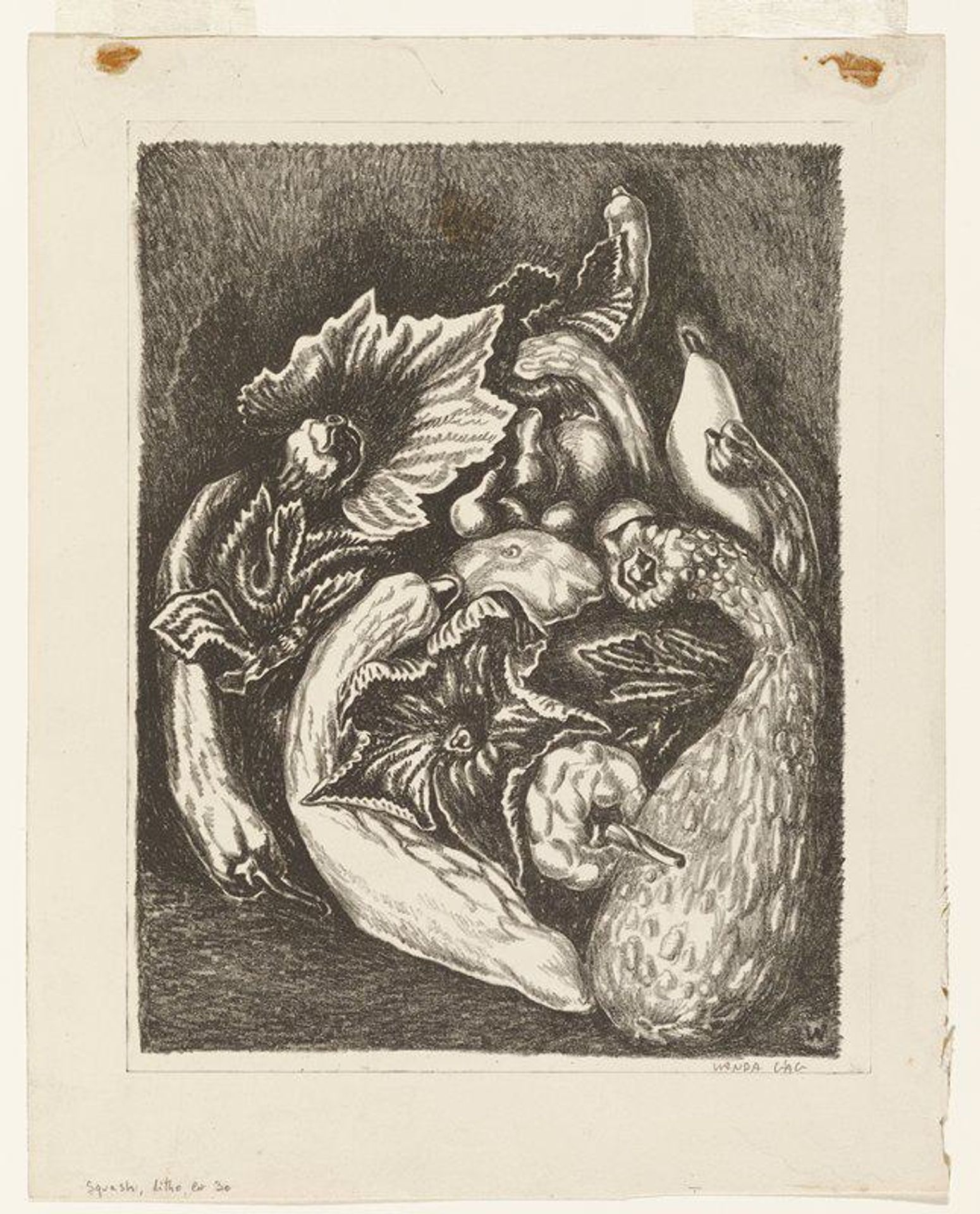 Squash by Wanda Gág