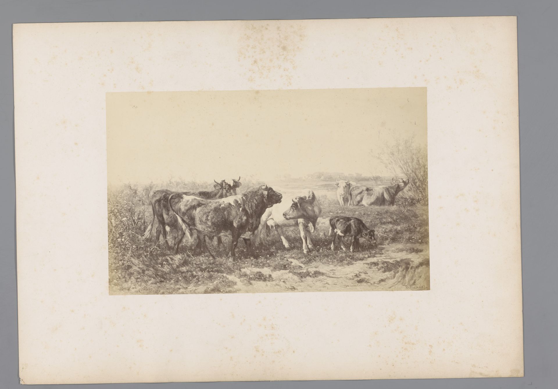 Fotoreproductie van een schilderij van een kudde koeien door Jan de Haas by Edmond Fierlants
