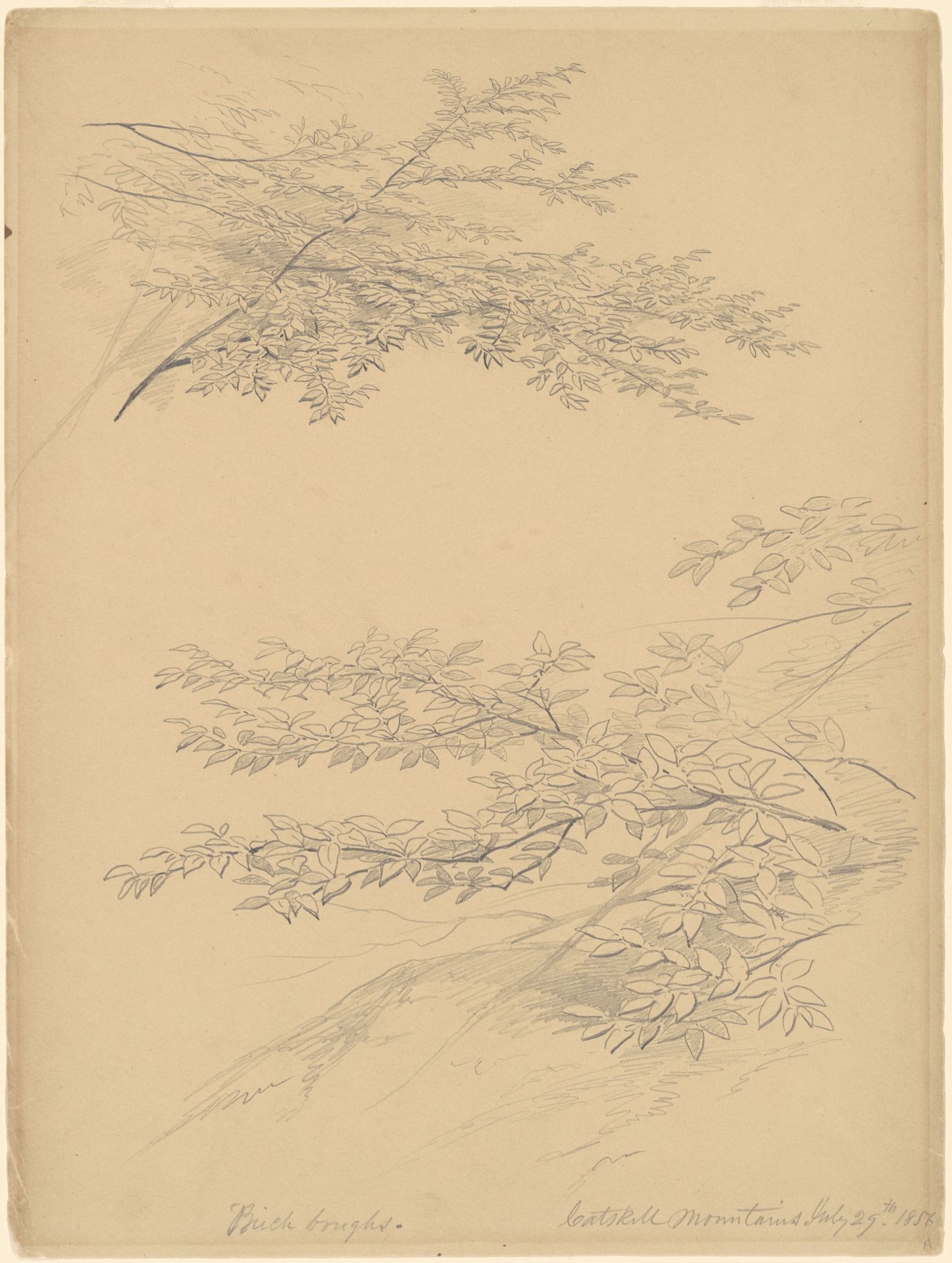 Birch Boughs, Catskill Mountains by John William Casilear