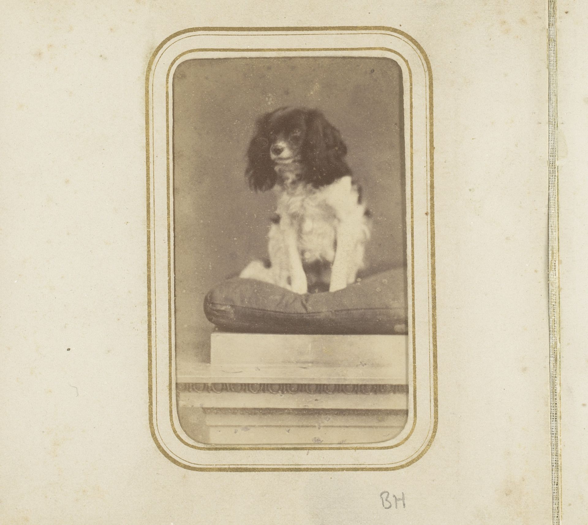 Portret van een hond by Gebroeders Van der Kruk