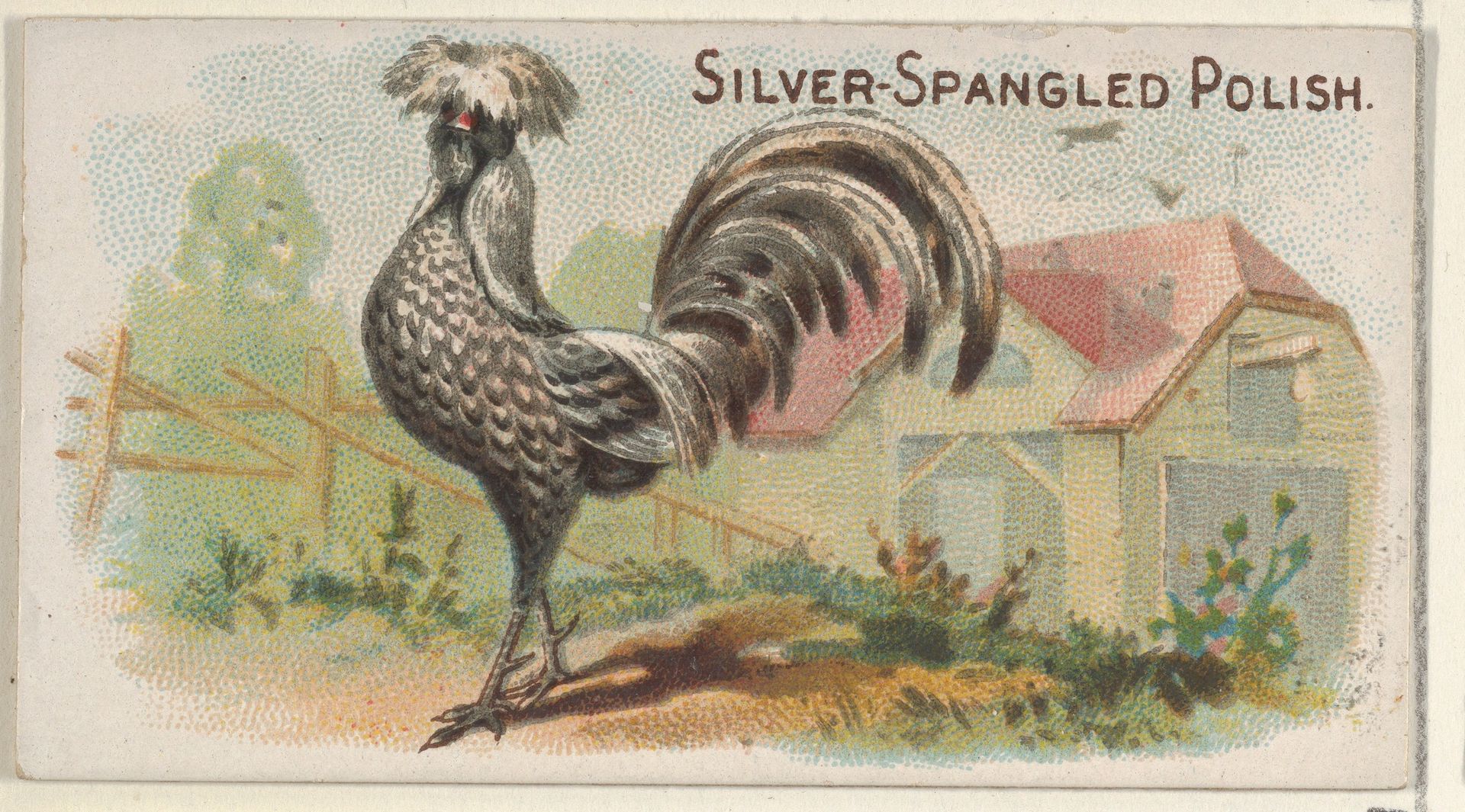 Silver-Spangled Polish, from the Prize and Game Chickens series (N20) for Allen & Ginter Cigarettes by Allen & Ginter