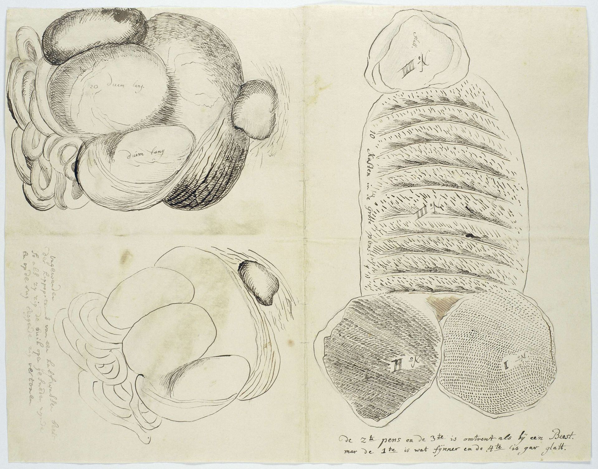 Hippopotamus amphibius (Hippopotamus), stomachs and intestines by Robert Jacob Gordon