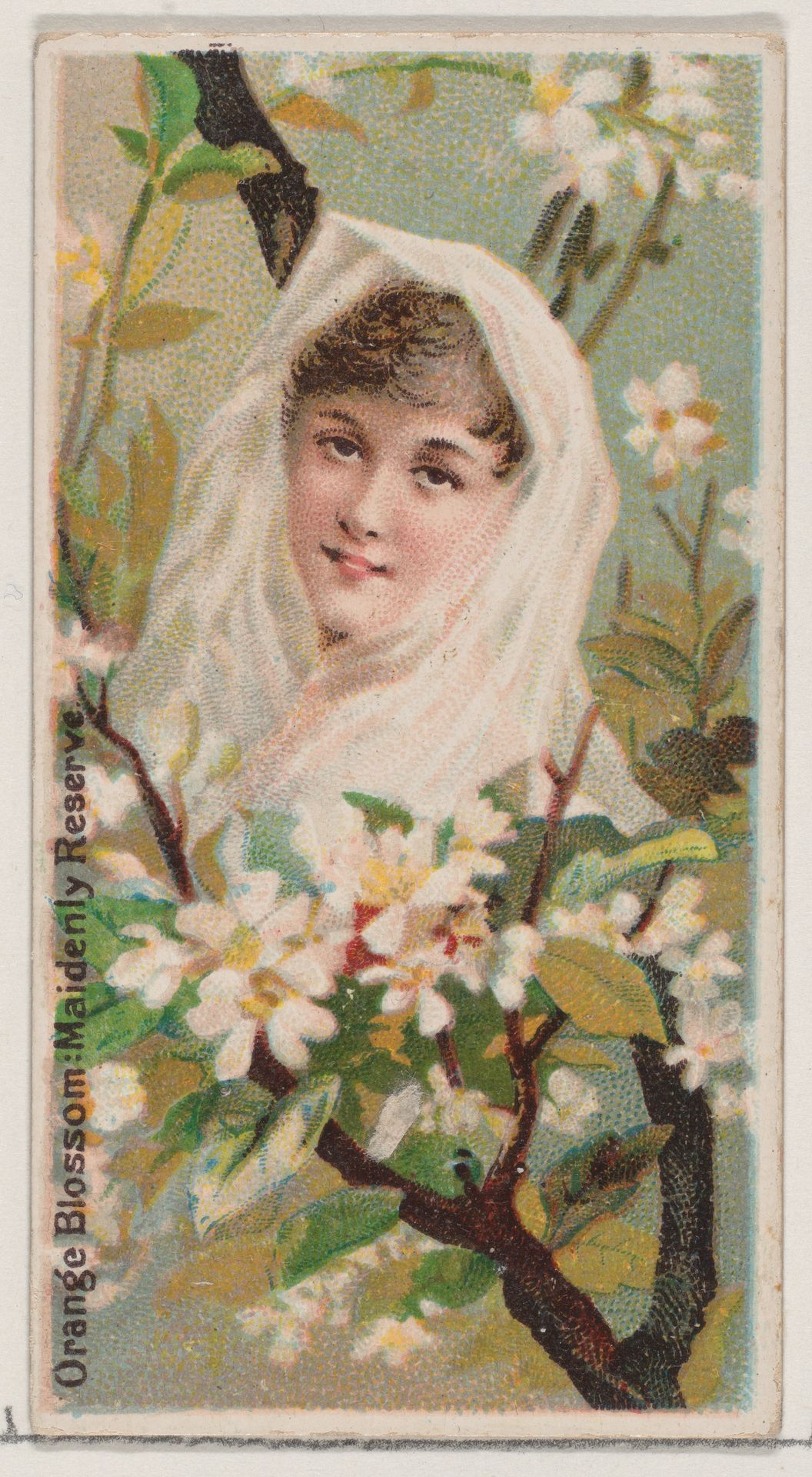 Orange Blossom: Maidenly Reserve, from the series Floral Beauties and Language of Flowers (N75) for Duke brand cigarettes by American Tobacco Company
