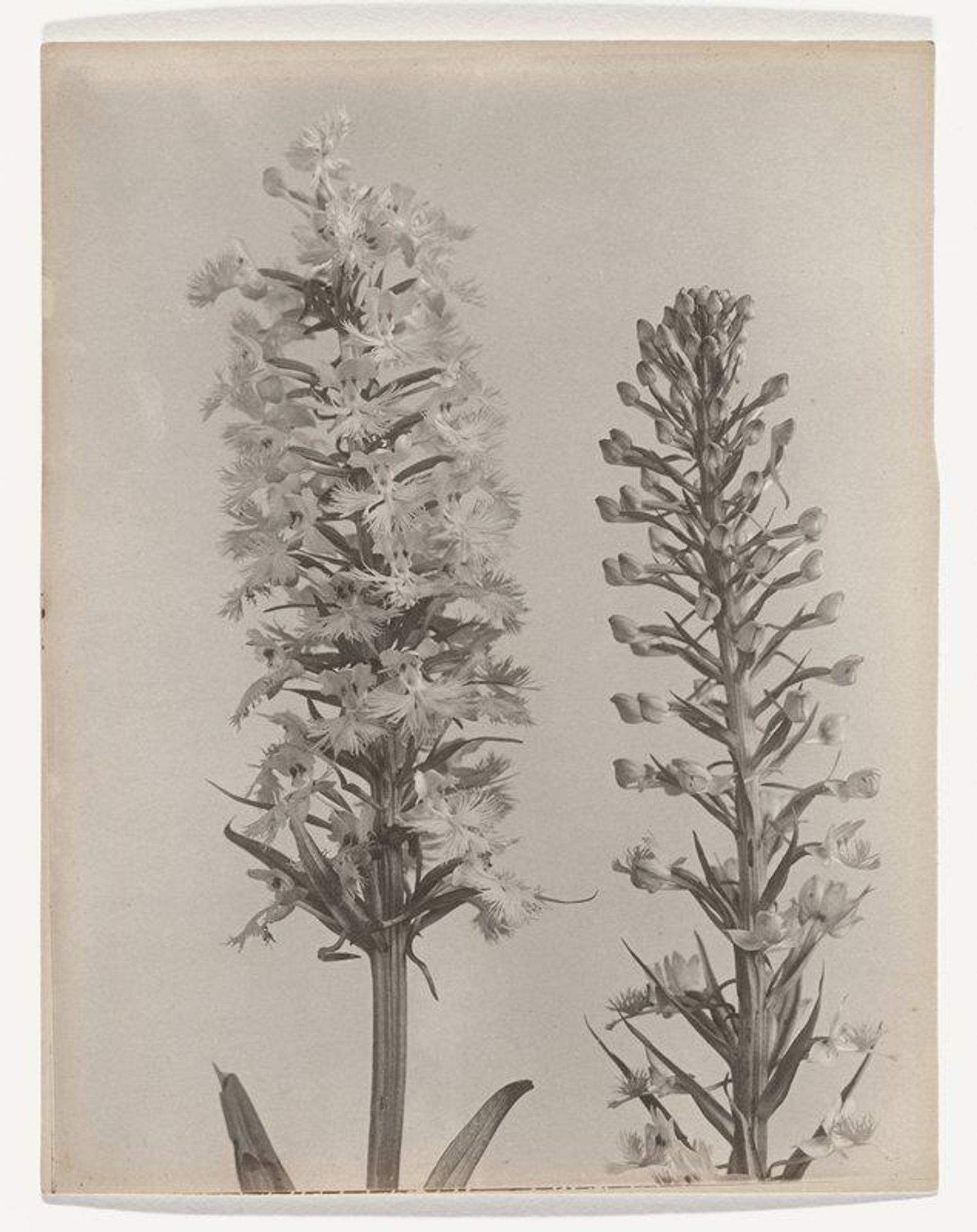 Habenaria timbriata- Large Purple Fringed Orchid by Edwin Hale Lincoln