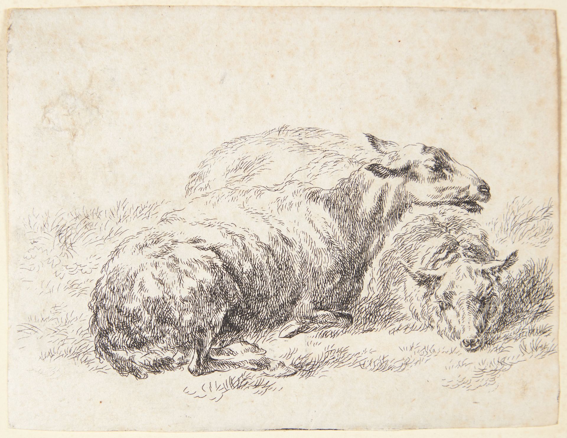 To liggende får by Nicolaes Berchem