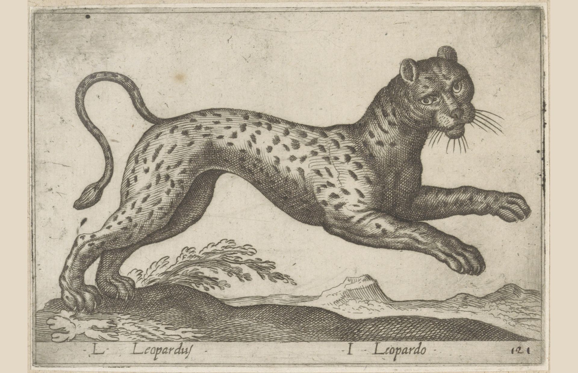 Luipaard by Antonio Tempesta