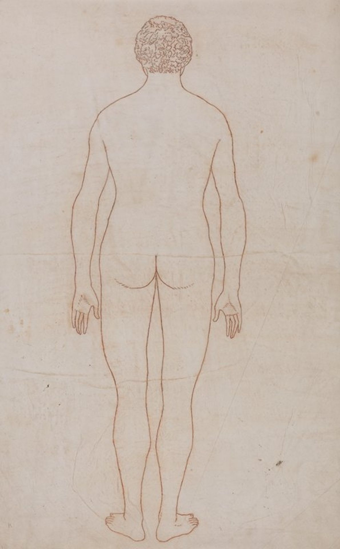 Human Body, Posterior View by George Stubbs
