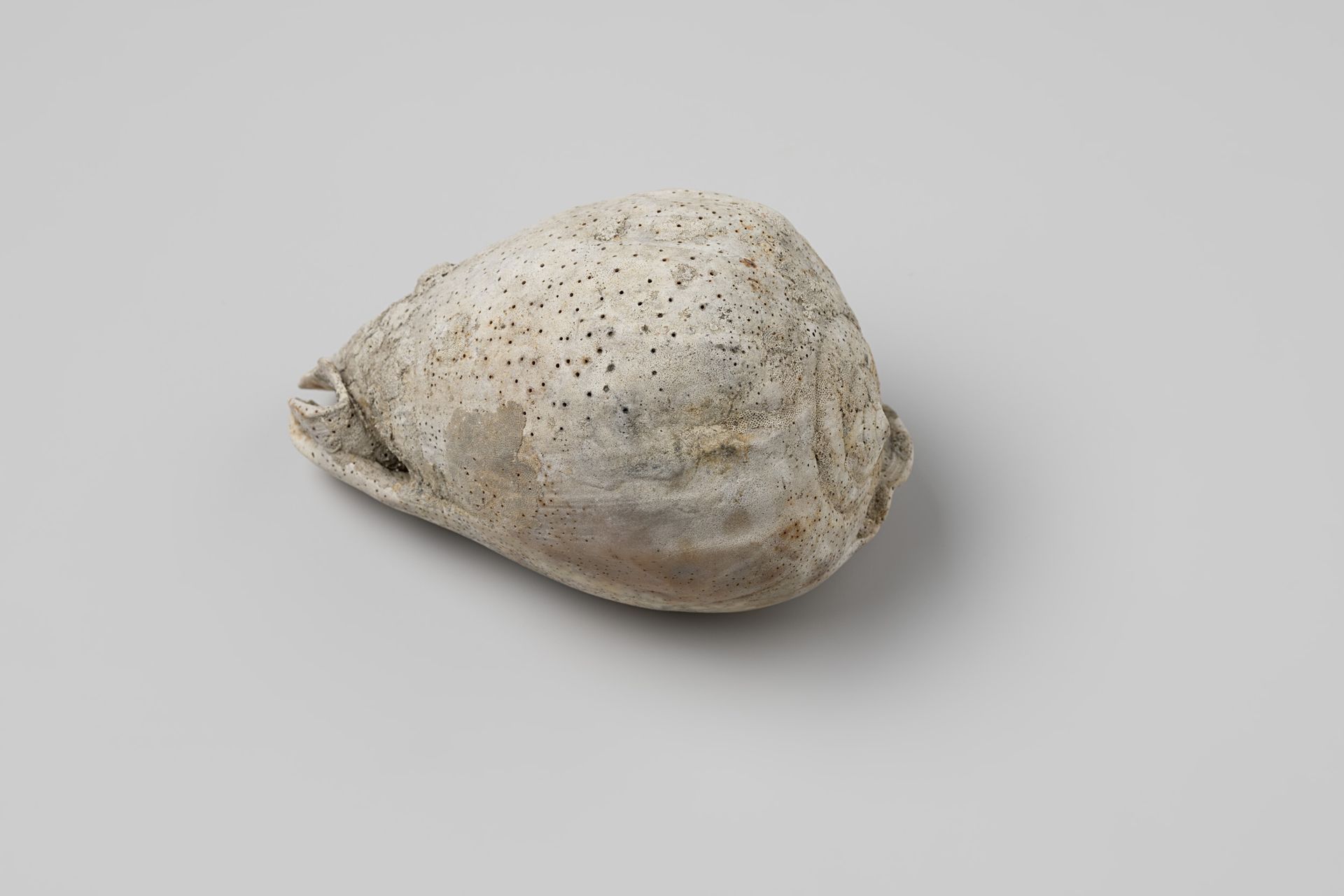 Cypraecassis testiculus shell from the wreck of the Dutch East India ship Witte Leeuw by niet van toepassing