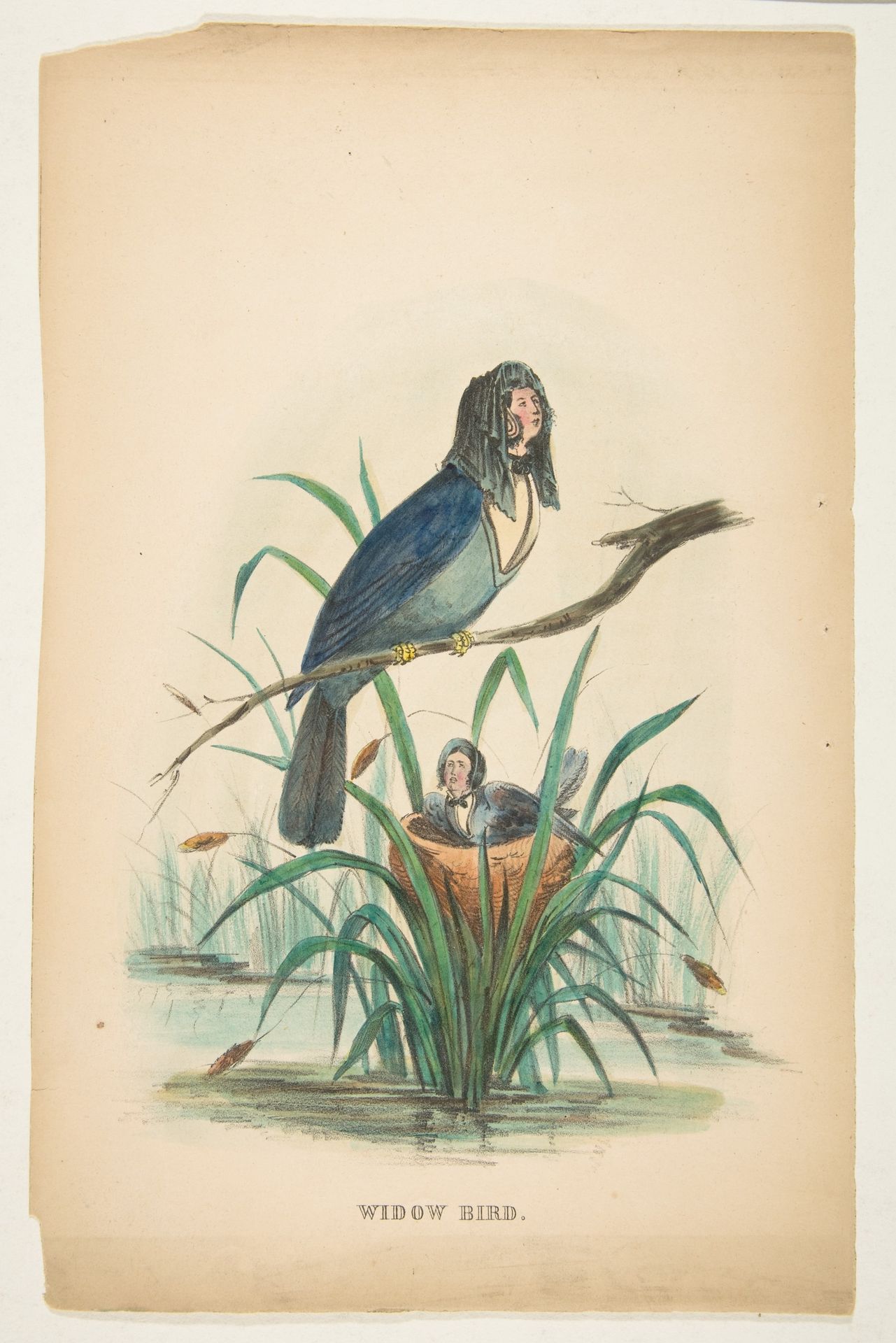 Widow Bird, from The Comic Natural History of the Human Race by Henry Louis Stephens