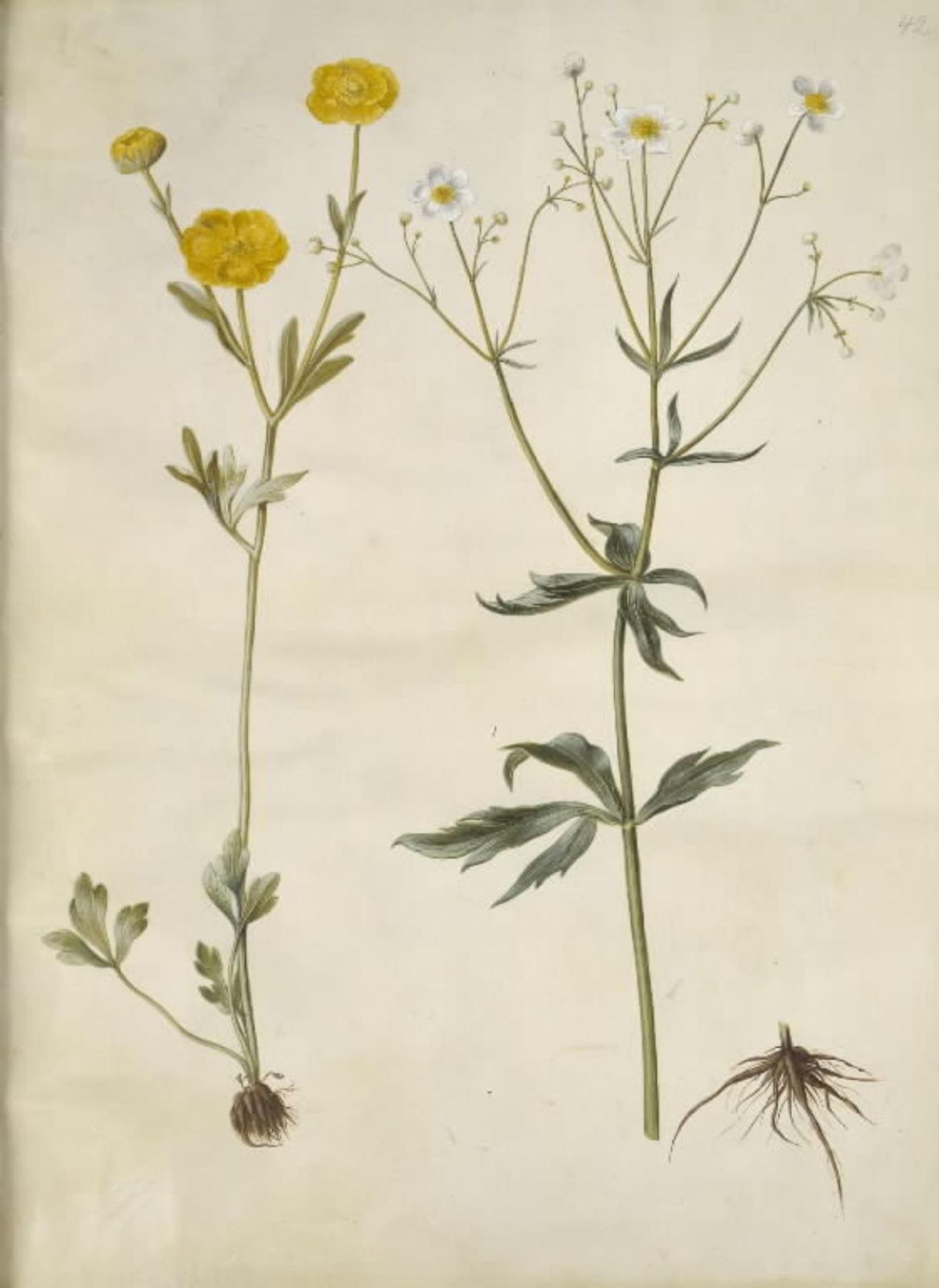 Ranunculus monspeliacus (silke-ranunkel); Ranunculus aconitifolius (stormhatbladet ranunkel) by Hans Simon Holtzbecker