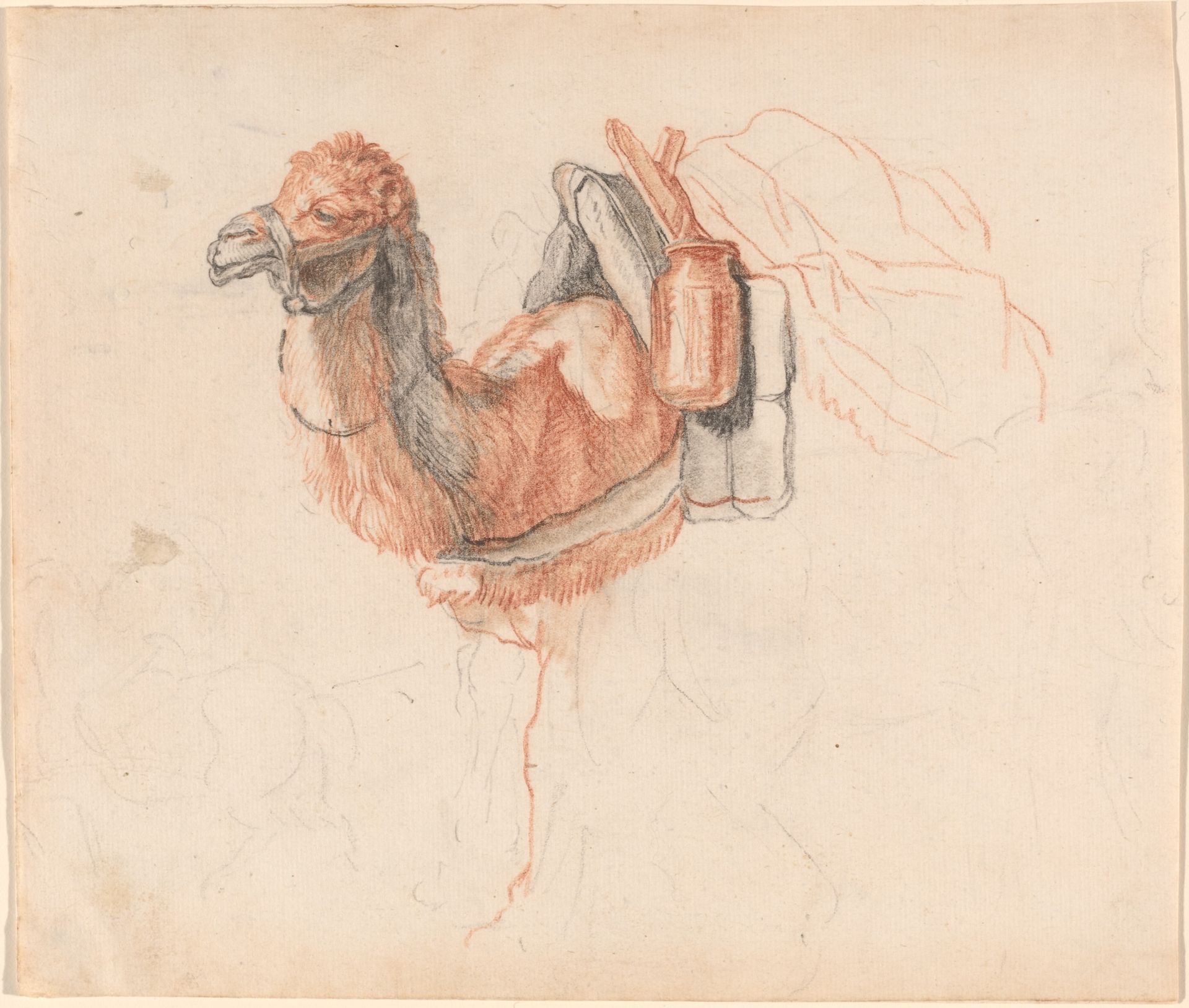 Camel by Johann Rudolph Schellenberg